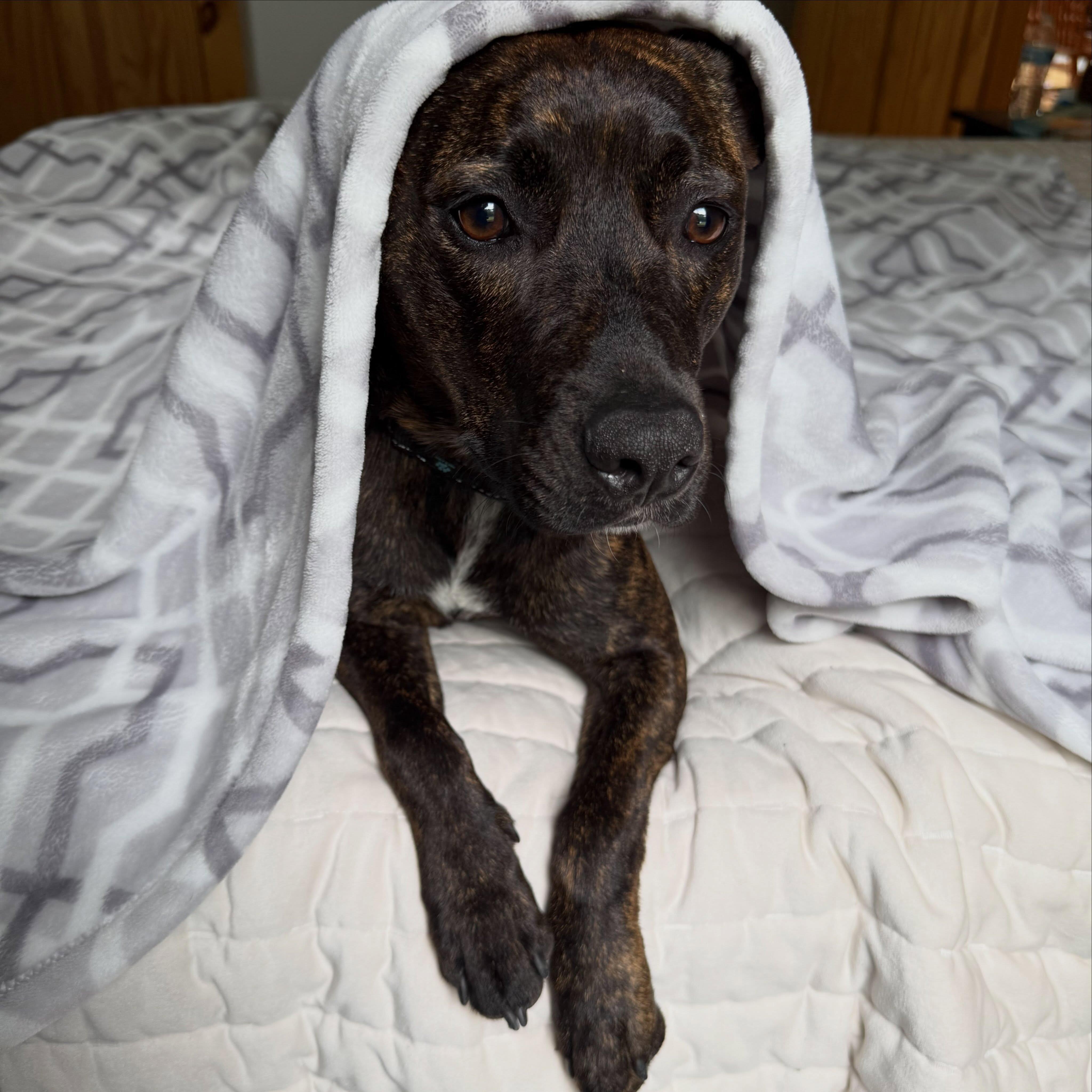 Enlarge Lottie, a Adoptable mixed breed in Hopkinton, MA image 2/6