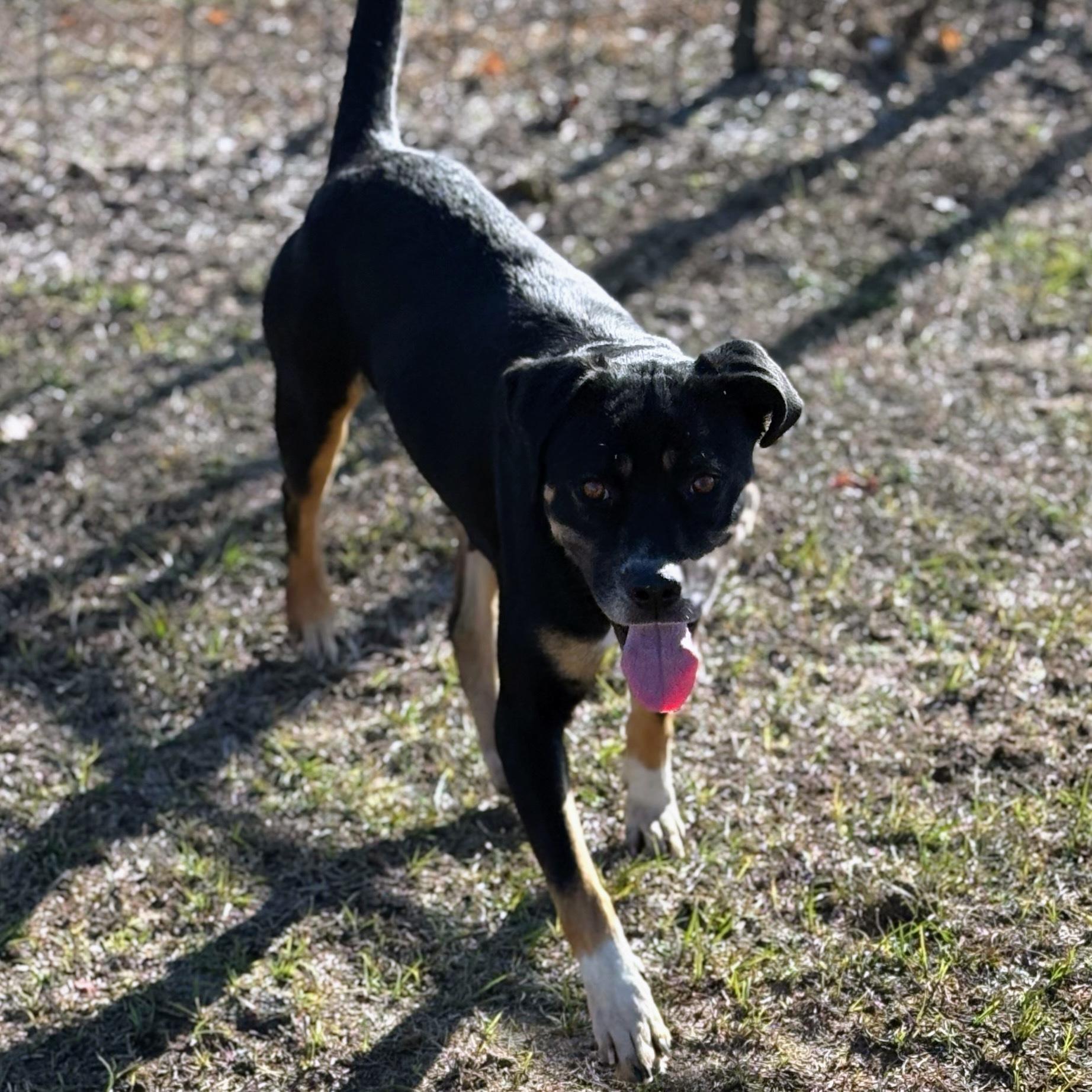 Enlarge Rio, a ADOPTABLE mixed breed in Valdosta, GA image 2/2