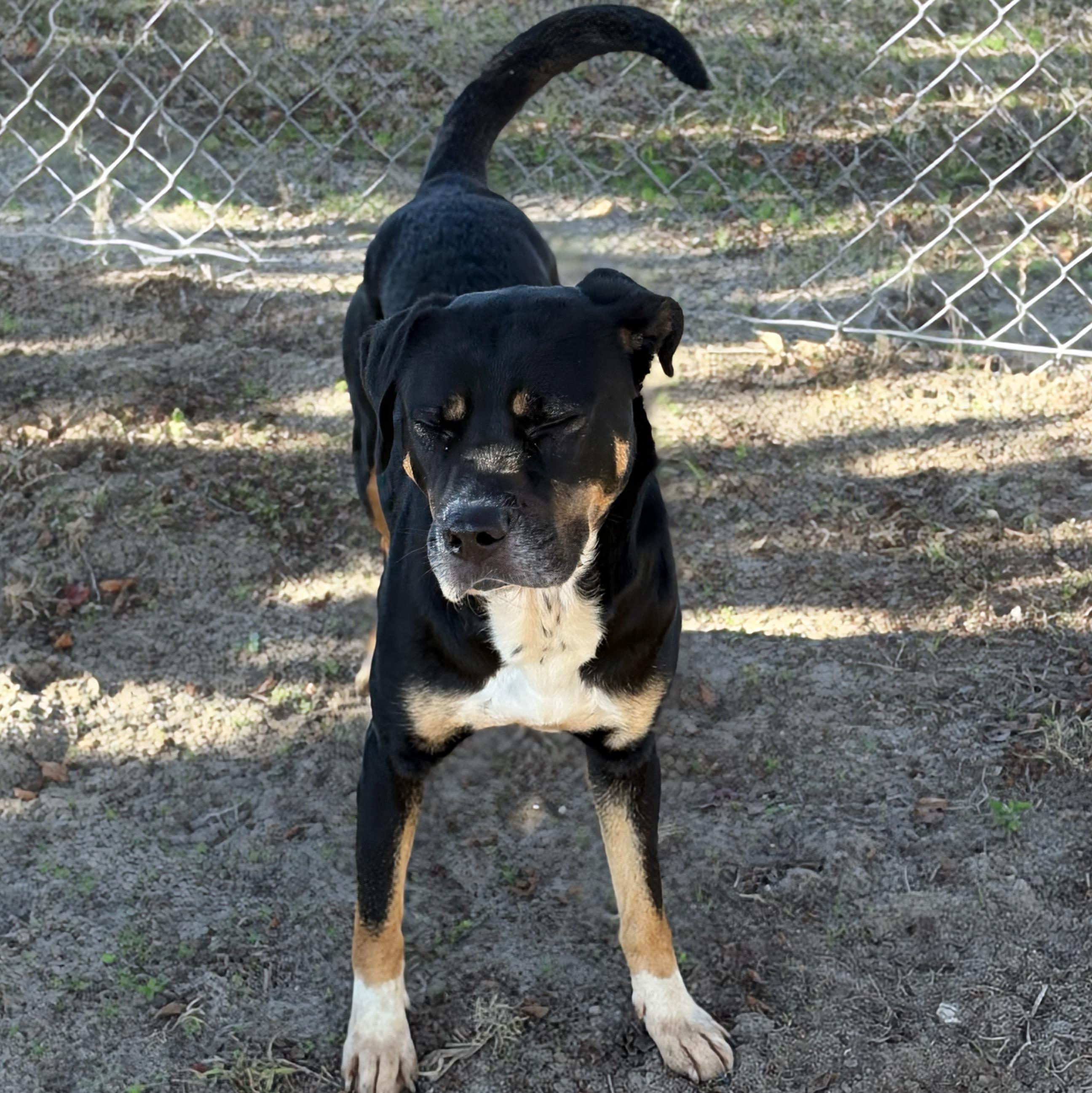 Enlarge Rio, a ADOPTABLE mixed breed in Valdosta, GA image 1/2