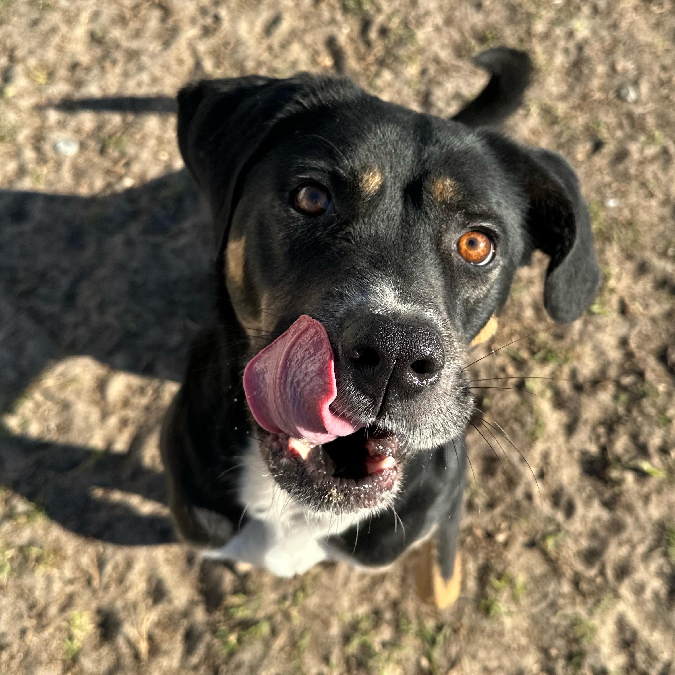 Rio, ADOPTABLE, Young Female Pit Bull Terrier.