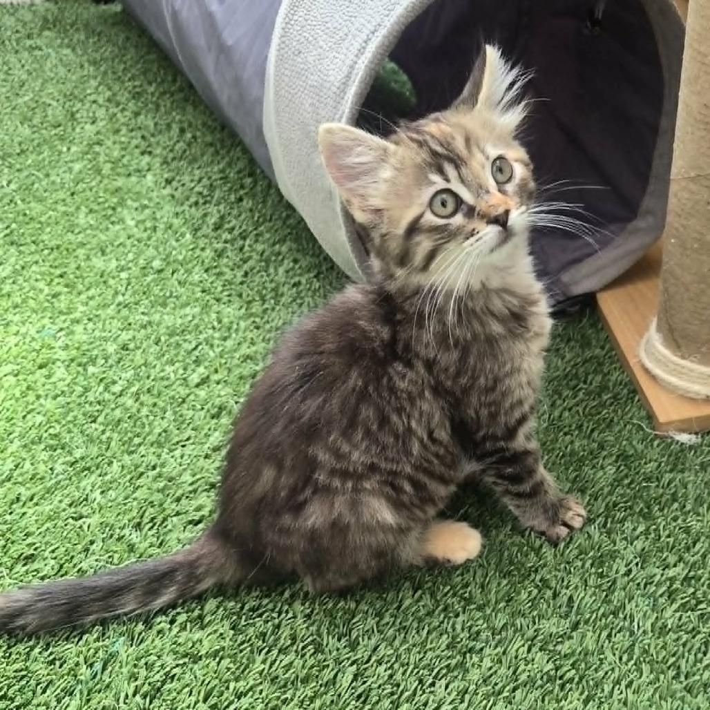 Rosalia, Adoptable, Kitten Female Domestic Medium Hair.