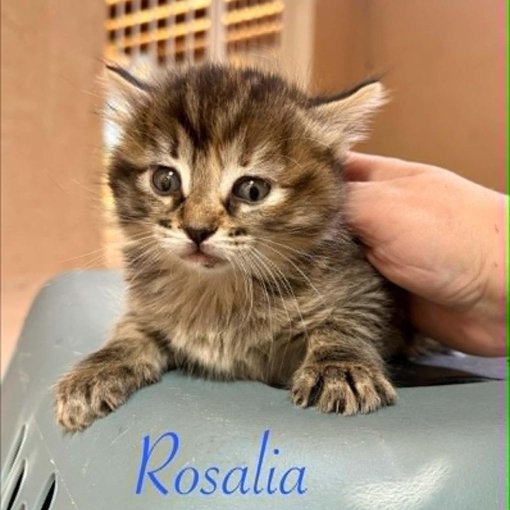 Enlarge Rosalia, a Adoptable Domestic Medium Hair in Las Cruces, NM image 2/5