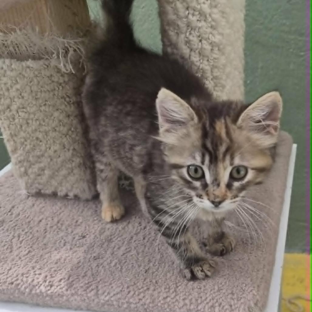 Enlarge Rosalia, a Adoptable Domestic Medium Hair in Las Cruces, NM image 3/5
