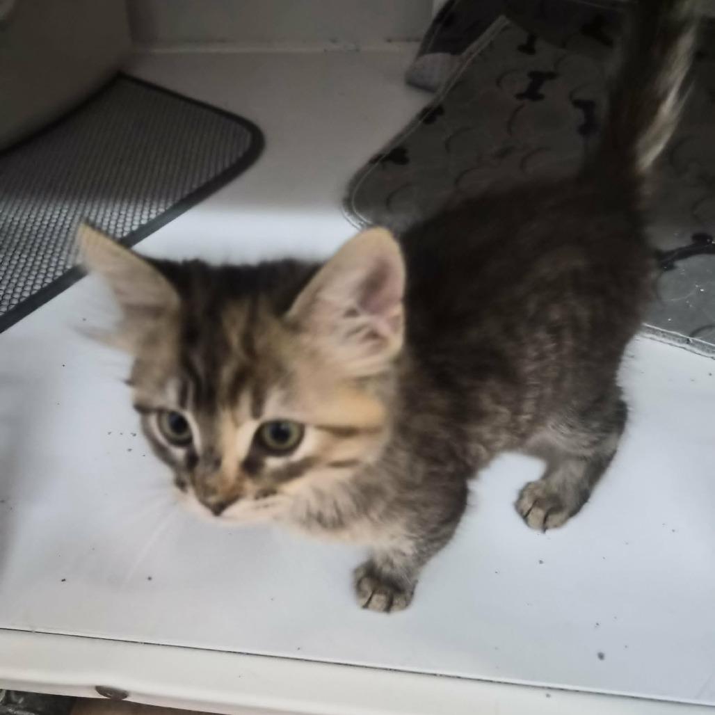 Enlarge Rosalia, a Adoptable Domestic Medium Hair in Las Cruces, NM image 4/5