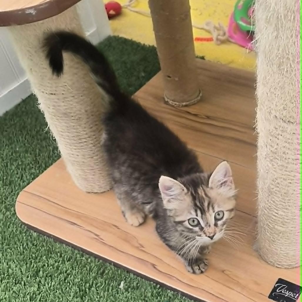 Enlarge Rosalia, a Adoptable Domestic Medium Hair in Las Cruces, NM image 5/5