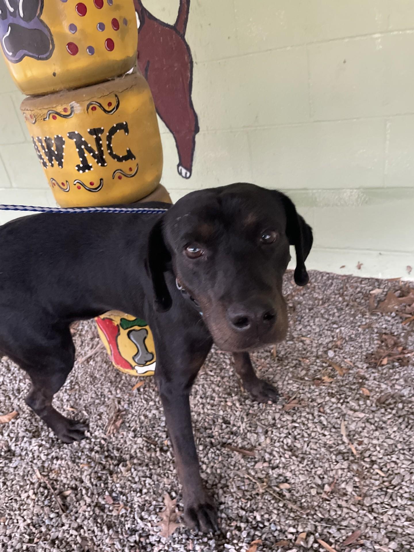 Spruce114573 (RESCUED), ADOPTABLE, Young Male Hound.