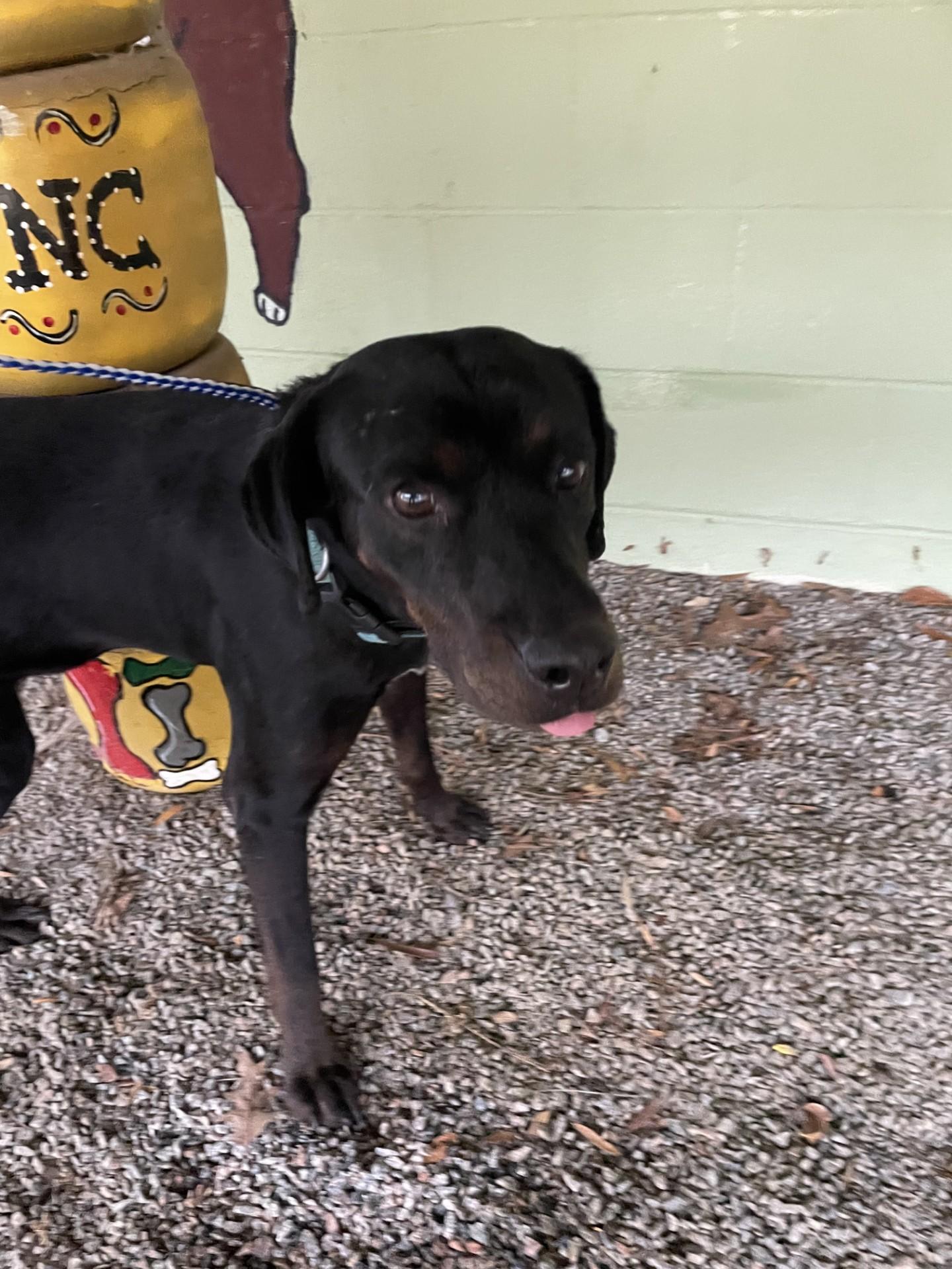 Enlarge Spruce114573 (RESCUED), a ADOPTABLE mixed breed in Rocky Mount, NC image 2/2