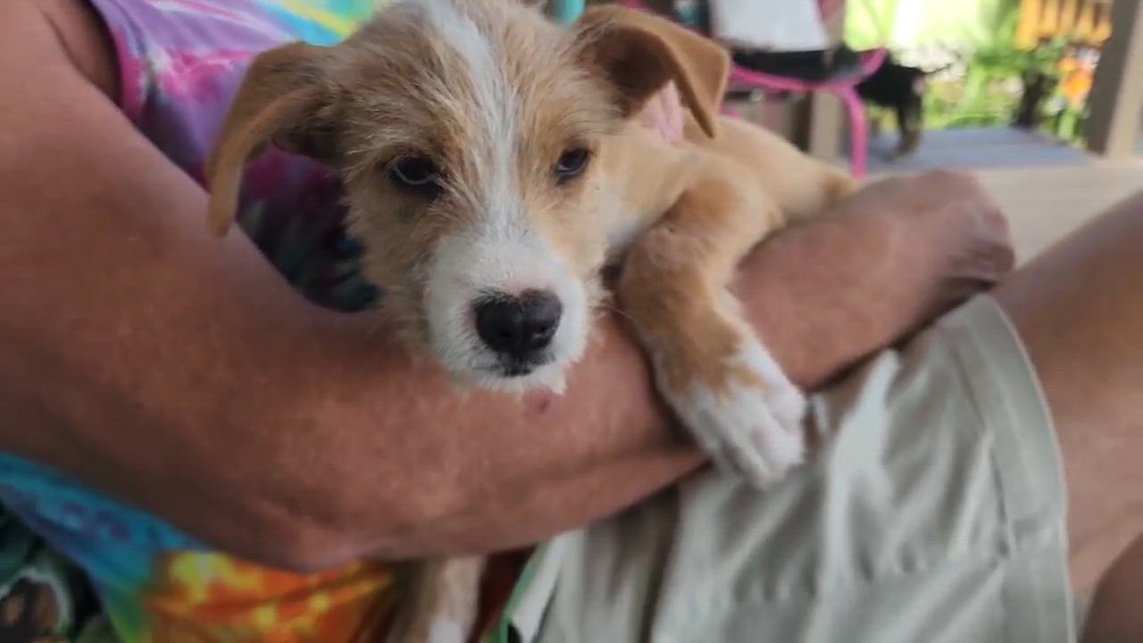 Enlarge Panya , a Adoptable mixed breed in Portland, OR video 3/6