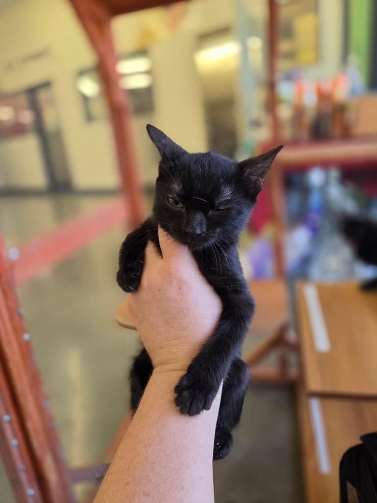 Ramen, Adoptable, Kitten Male Domestic Short Hair.