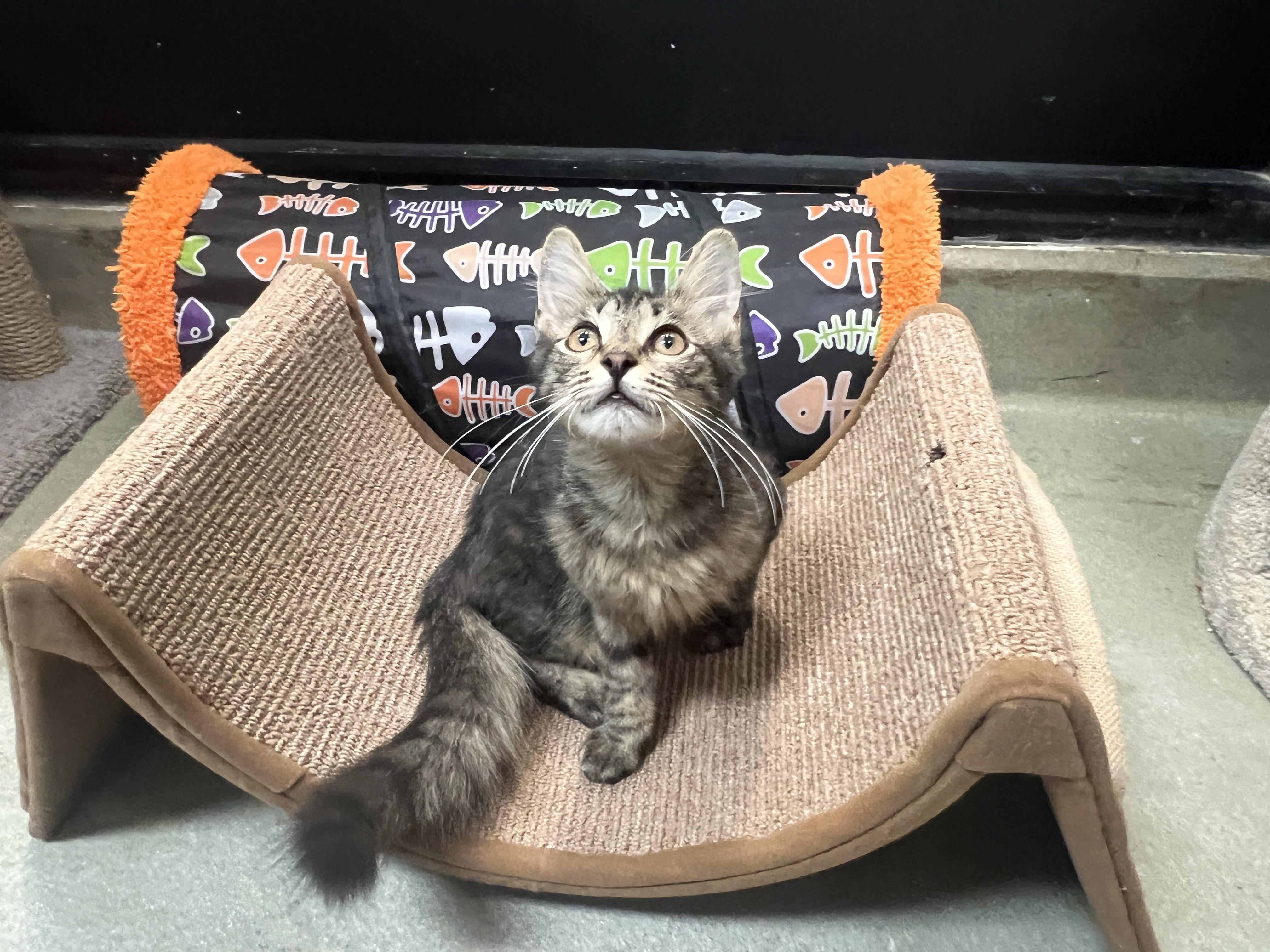 Aires, Adoptable, Kitten Male Maine Coon.