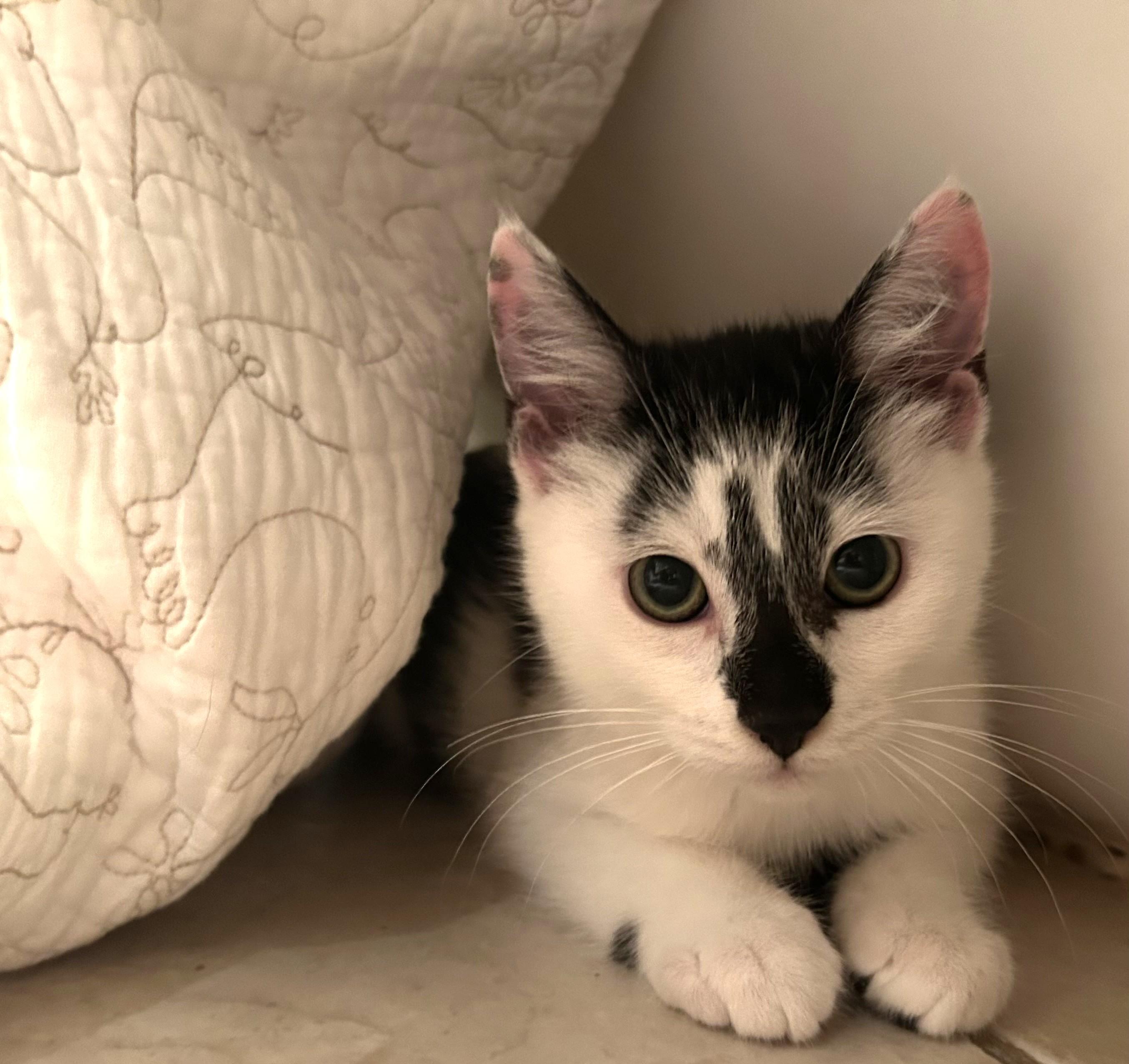 Ophelia, an adopted Domestic Short Hair in Latham, NY image 1/5