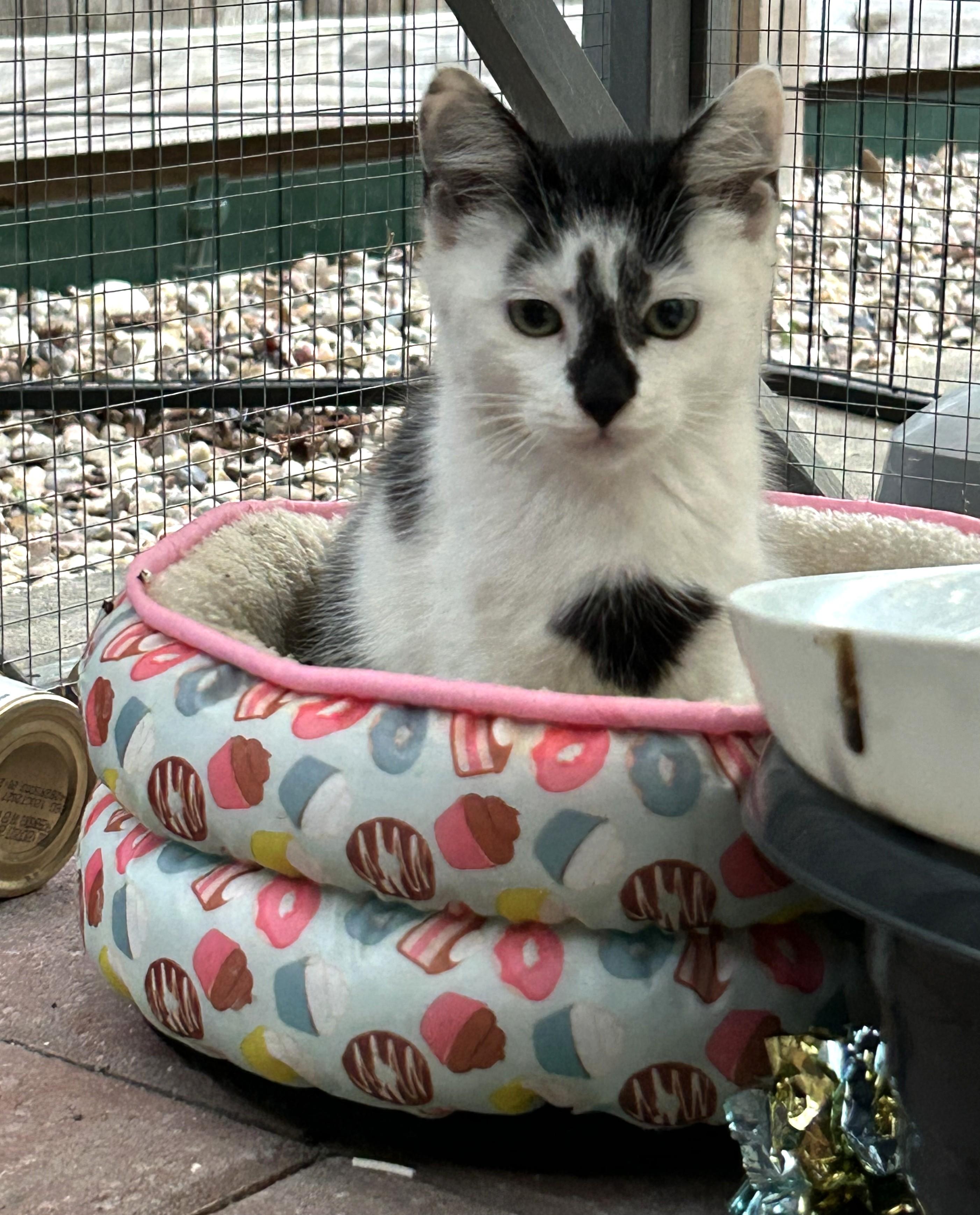 Ophelia, an adopted Domestic Short Hair in Latham, NY image 3/5