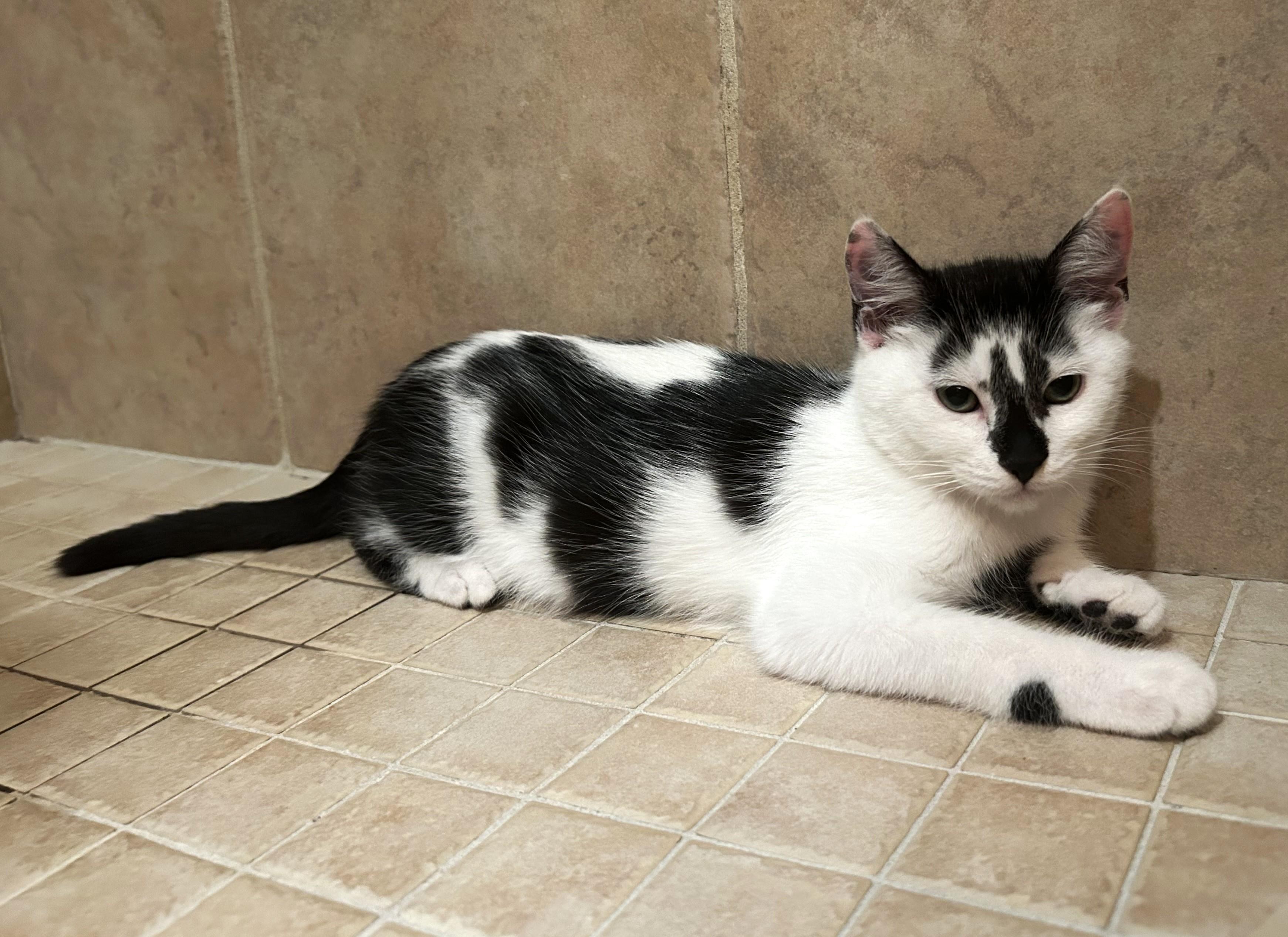 Ophelia, an adopted Domestic Short Hair in Latham, NY image 4/5