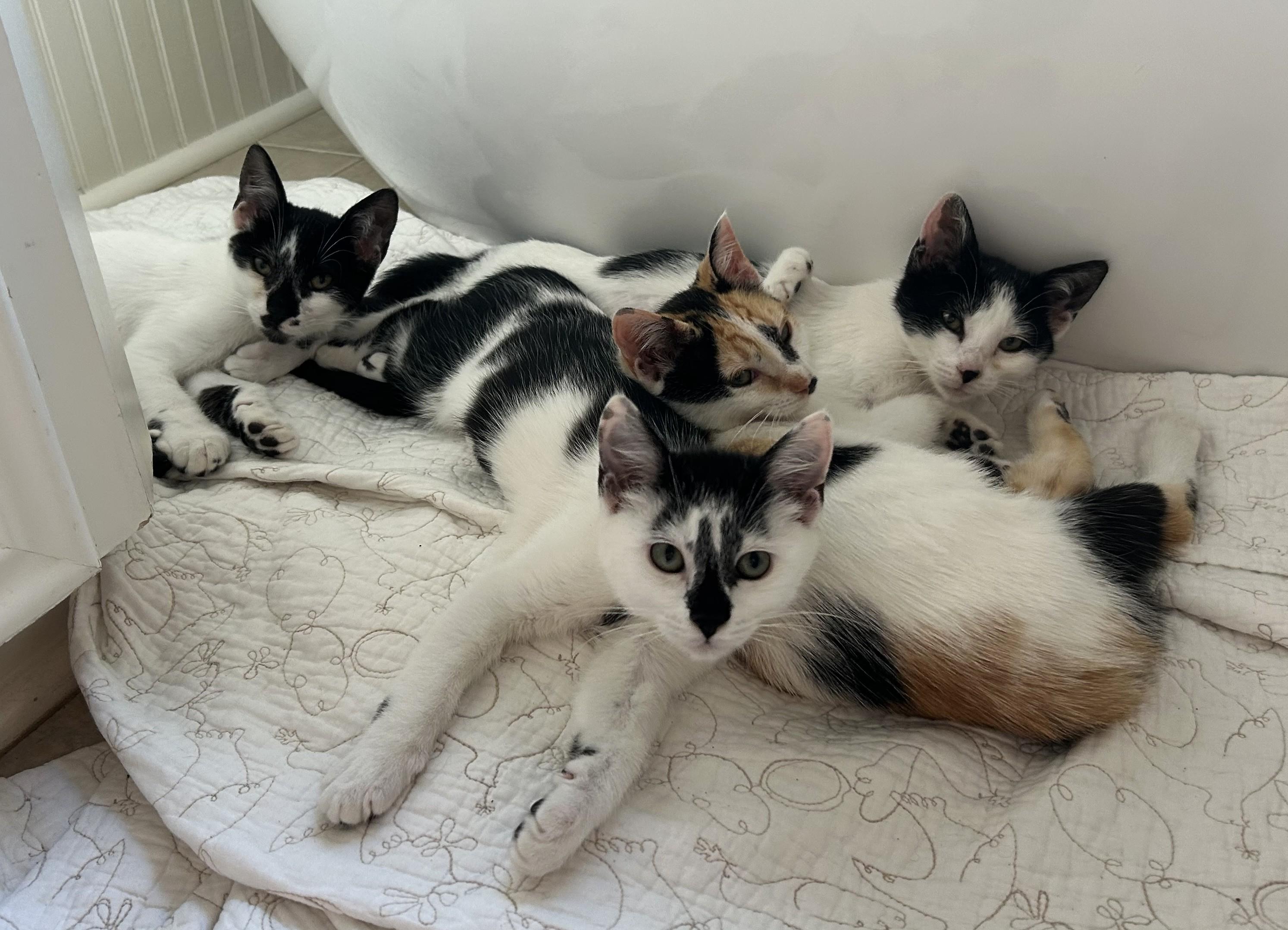 Ophelia, an adopted Domestic Short Hair in Latham, NY image 2/5