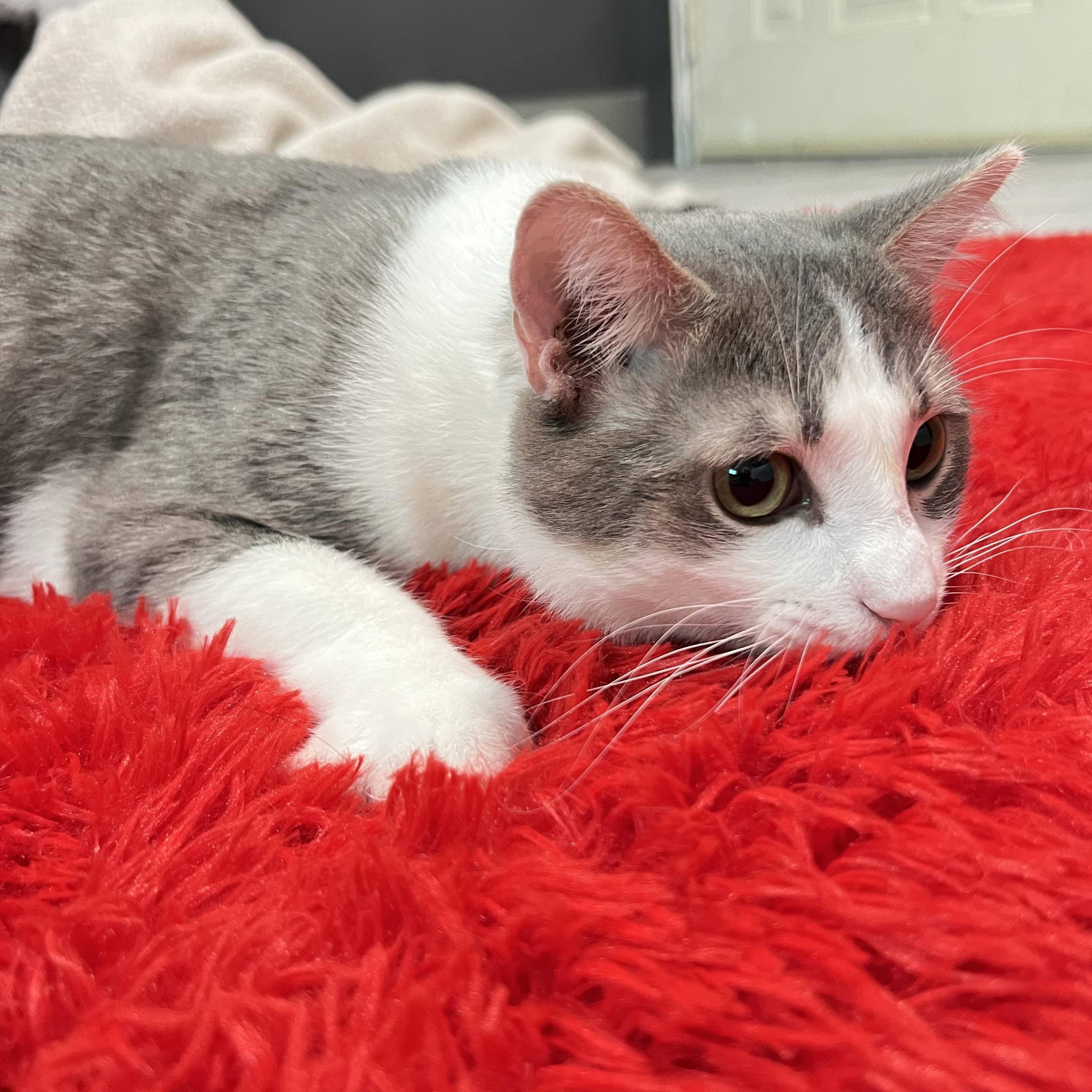 Walter, Adoptable, Adult Male Domestic Short Hair.