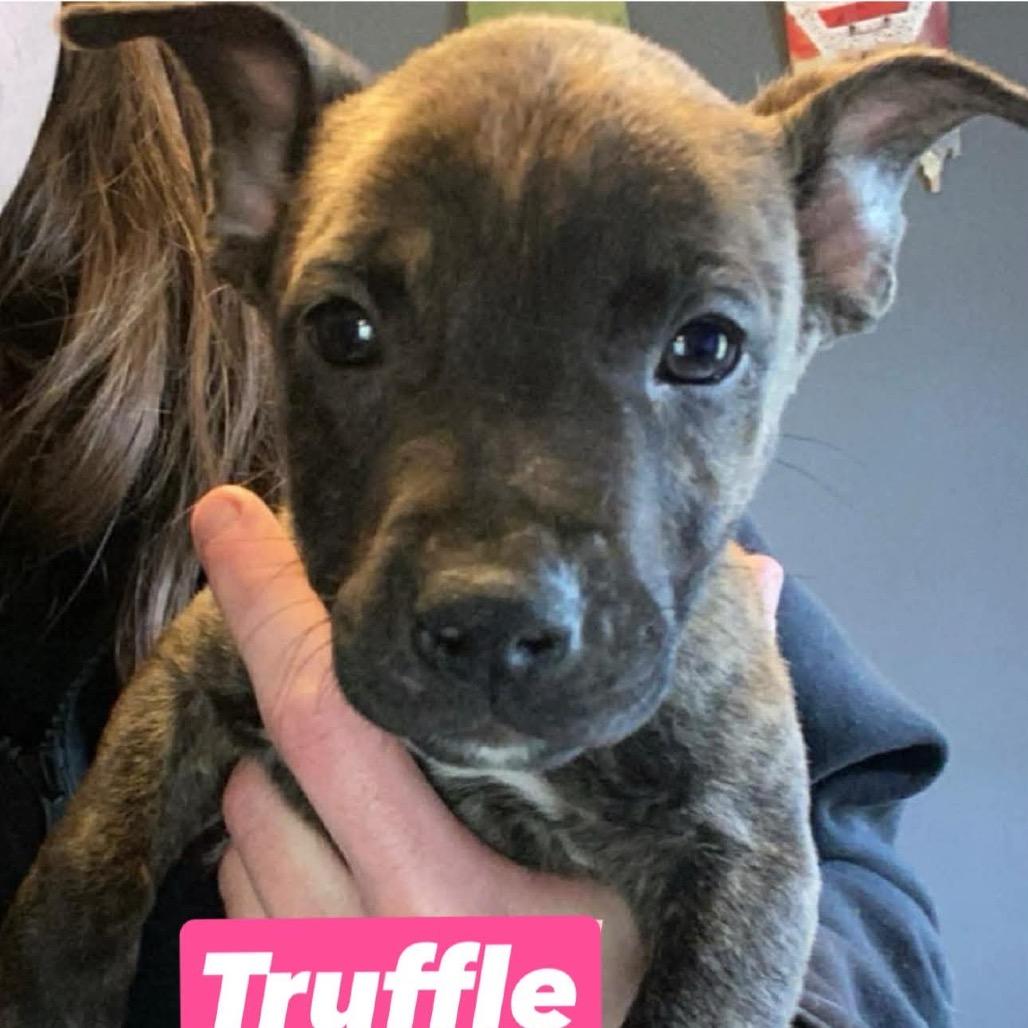 Truffle, a Adoptable mixed breed in Brainerd, MN image 1/2