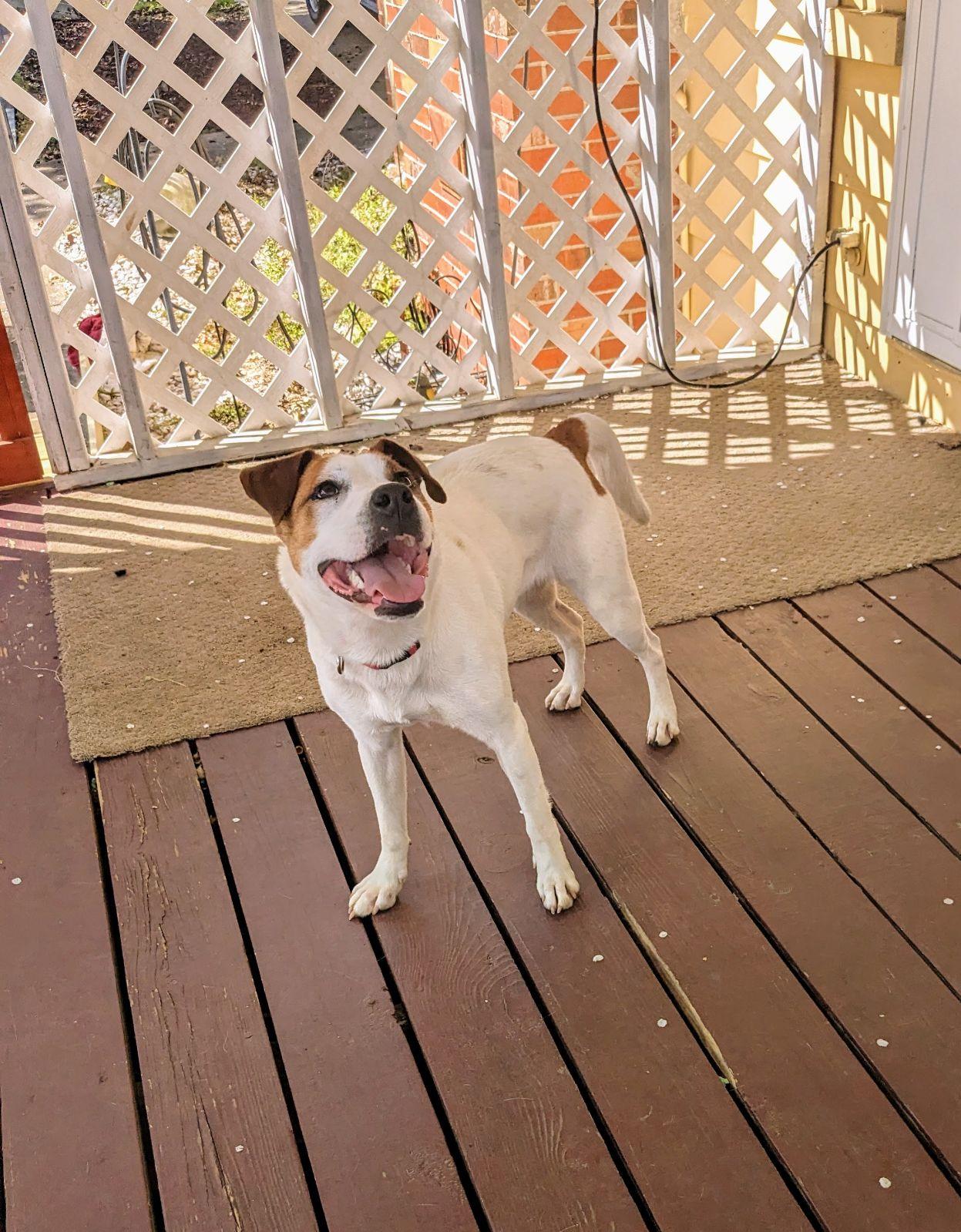 Enlarge Abby, an adopted Pit Bull Terrier in phenix city, AL image 2/6