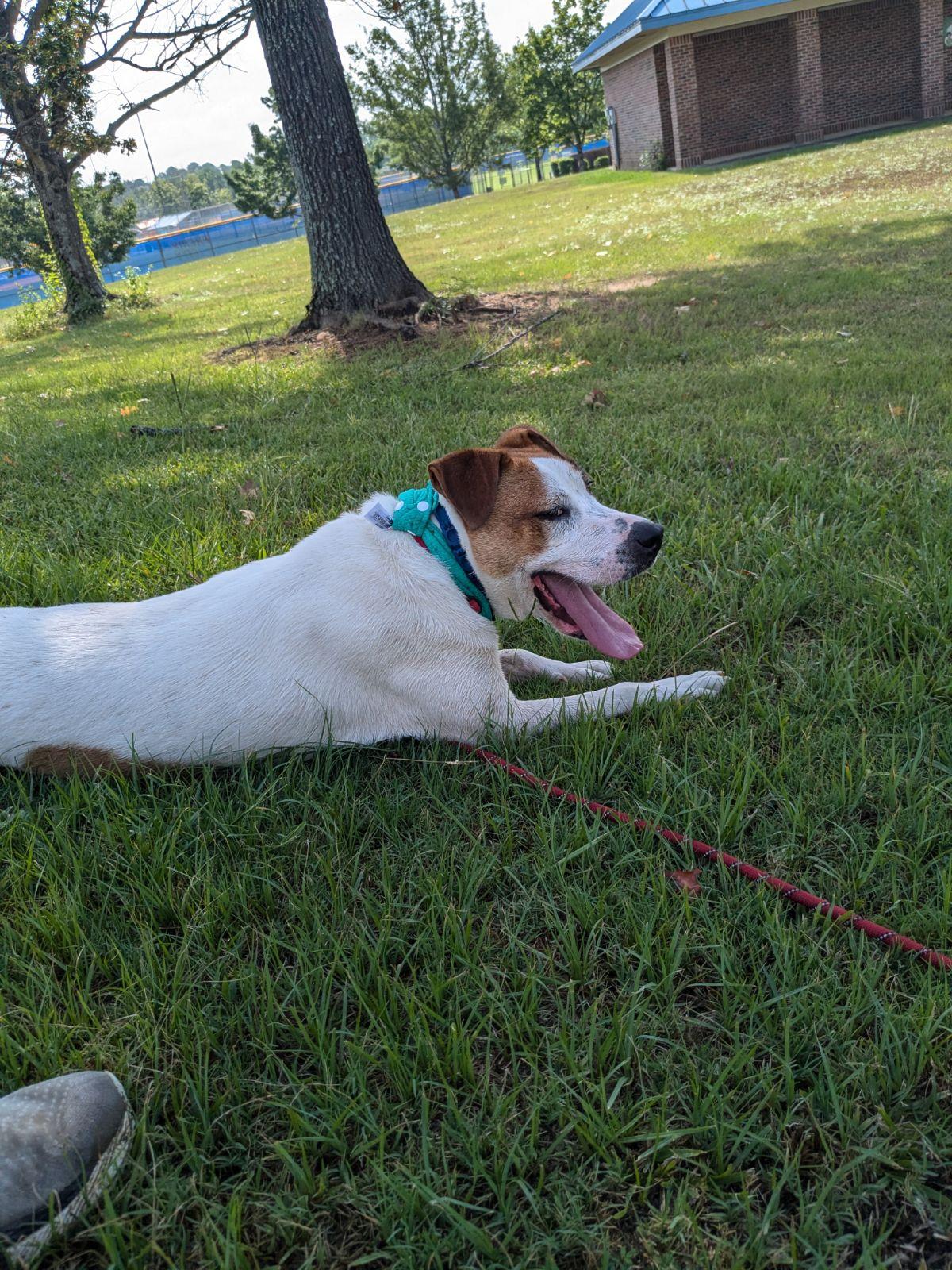 Enlarge Abby, an adopted Pit Bull Terrier in phenix city, AL image 3/6