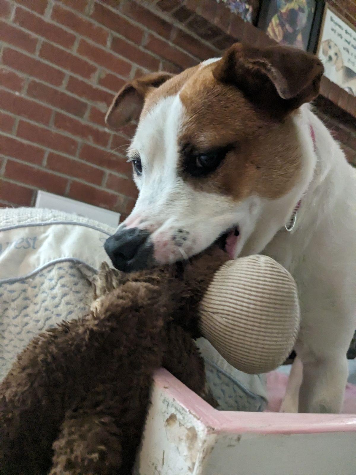 Enlarge Abby, an adopted Pit Bull Terrier in phenix city, AL image 4/6