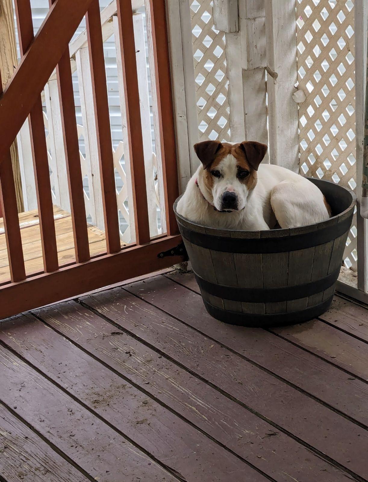Enlarge Abby, an adopted Pit Bull Terrier in phenix city, AL image 5/6