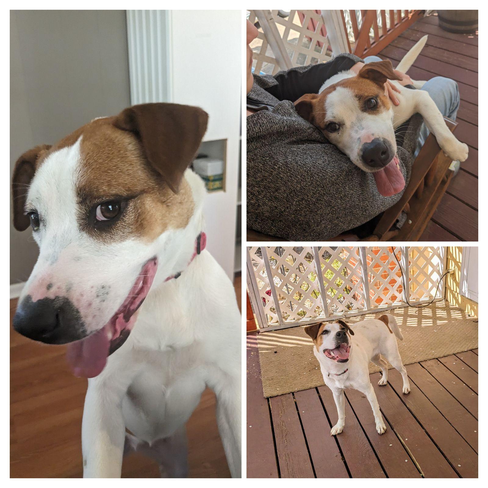 Enlarge Abby, an adopted Pit Bull Terrier in phenix city, AL image 6/6