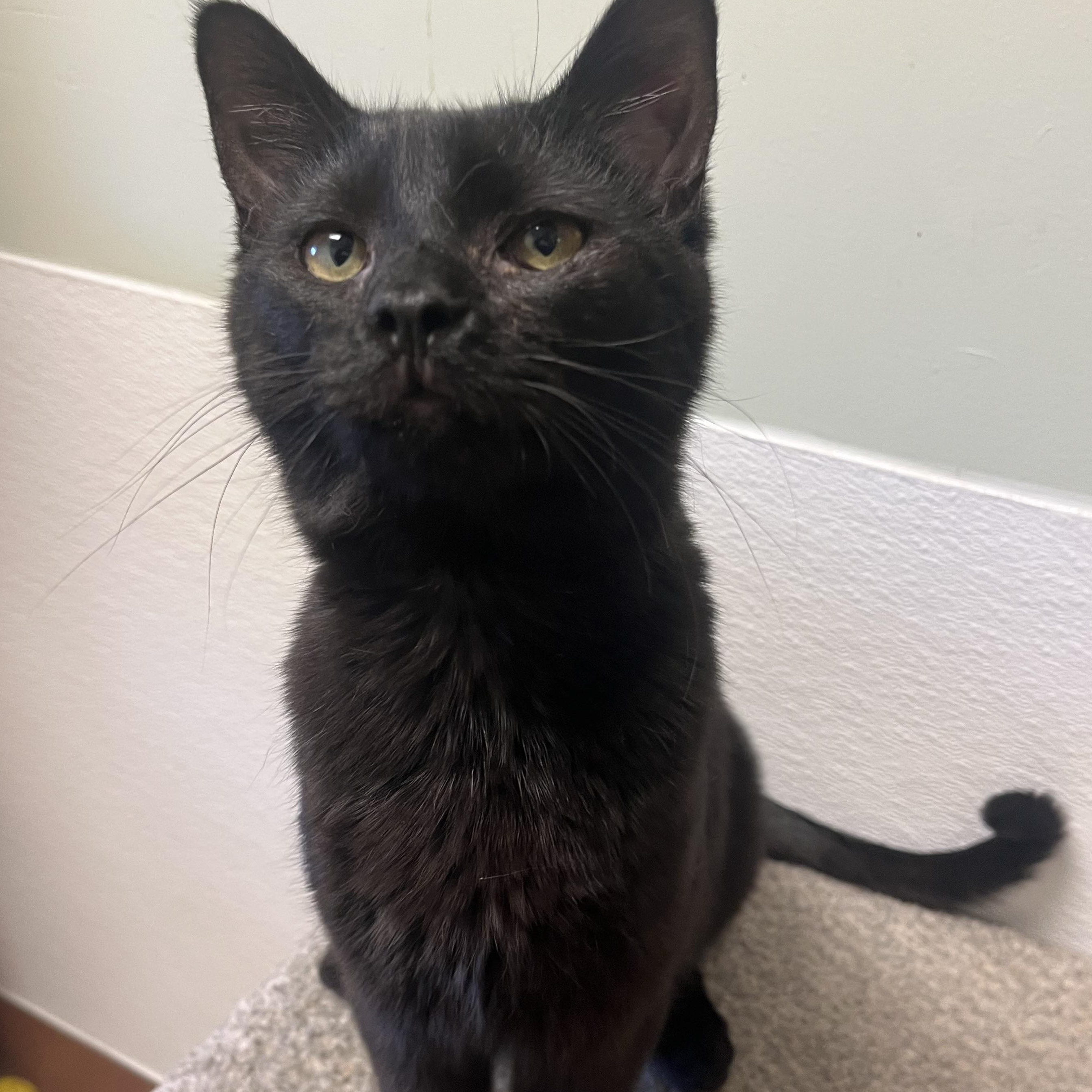 Scarlett, ADOPTABLE, Young Female Domestic Short Hair.