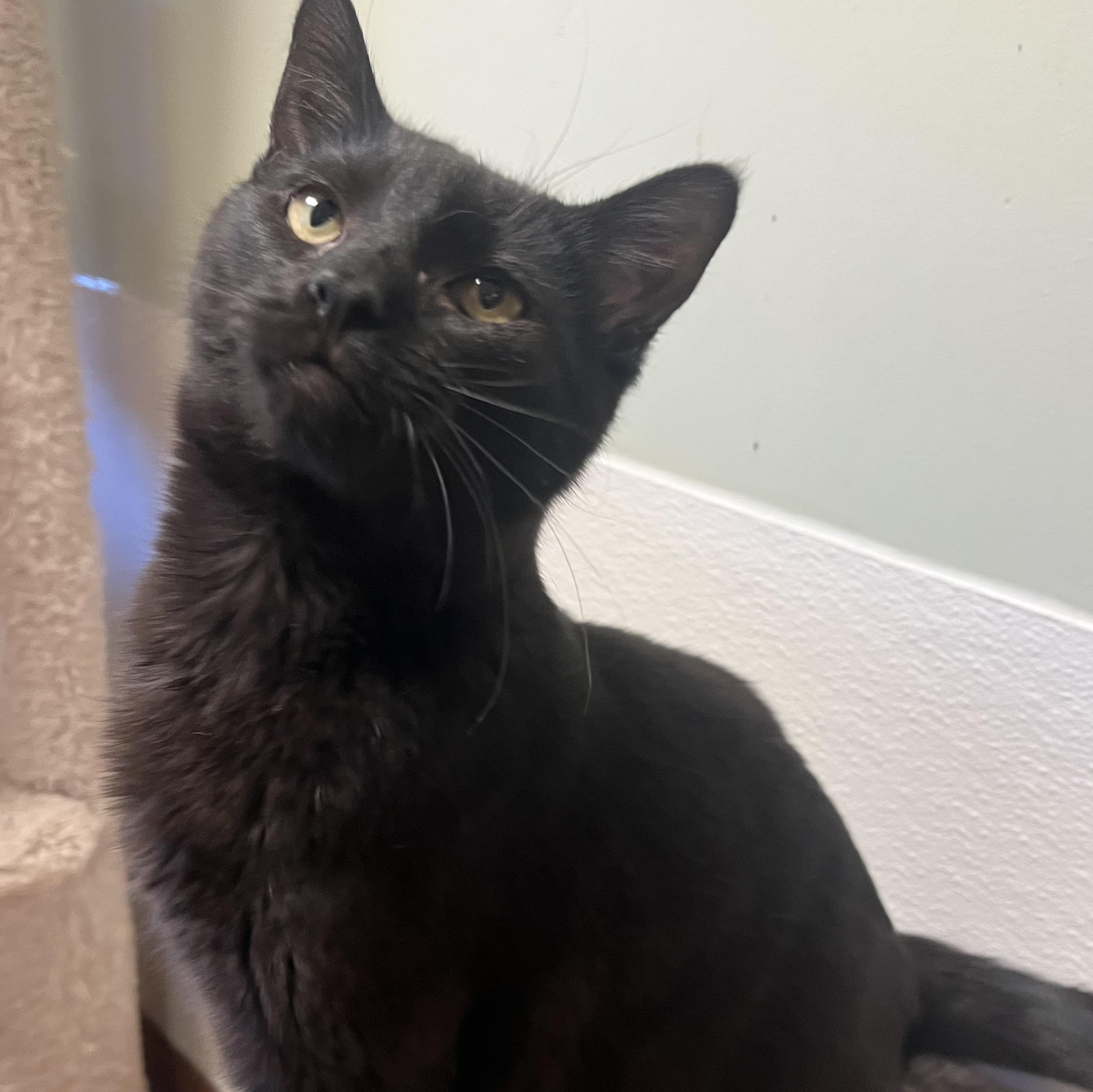 Scarlett, a ADOPTABLE Domestic Short Hair in Monroe, OH image 2/5