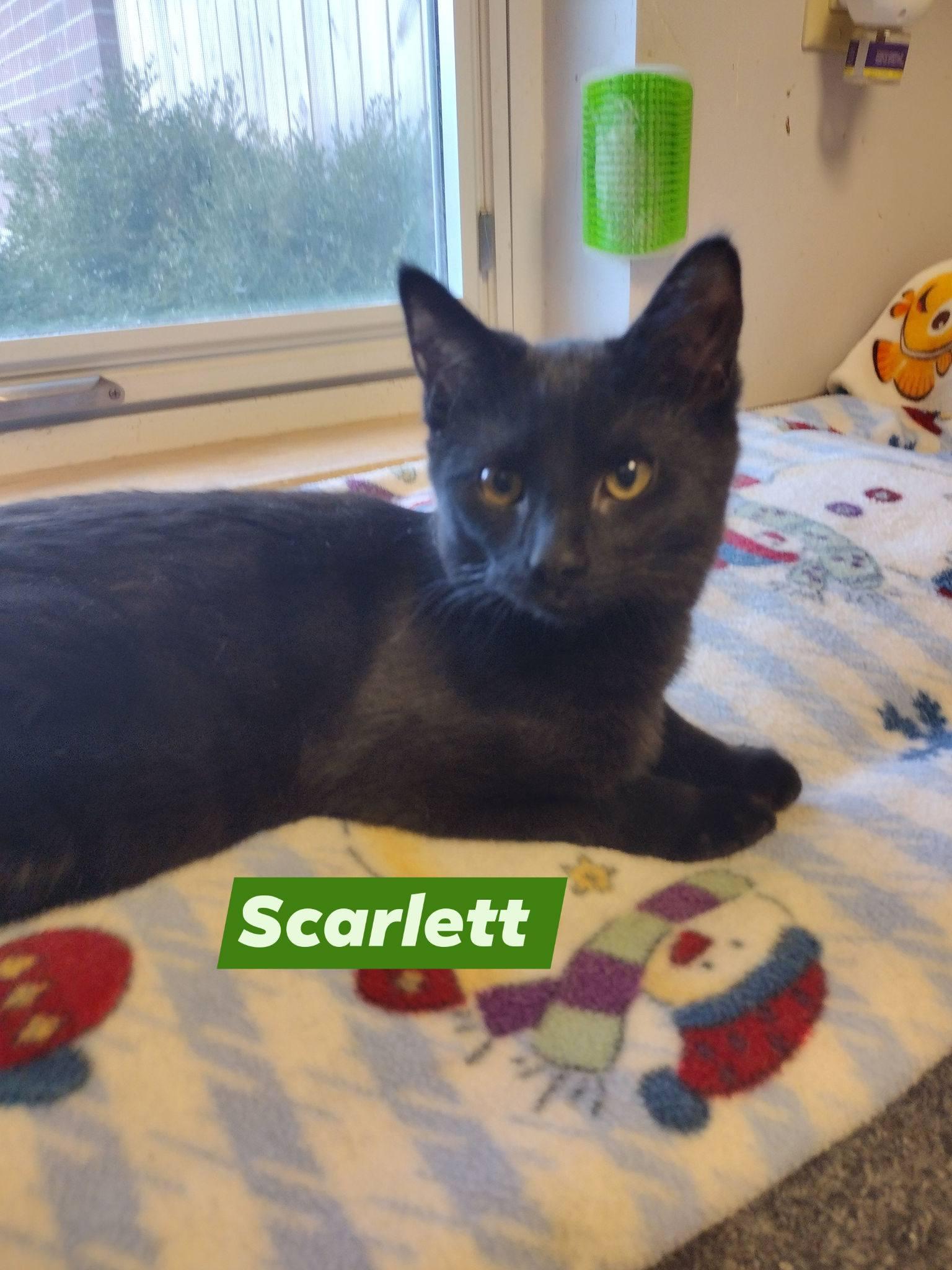 Scarlett, ADOPTABLE, Young Female Domestic Short Hair.