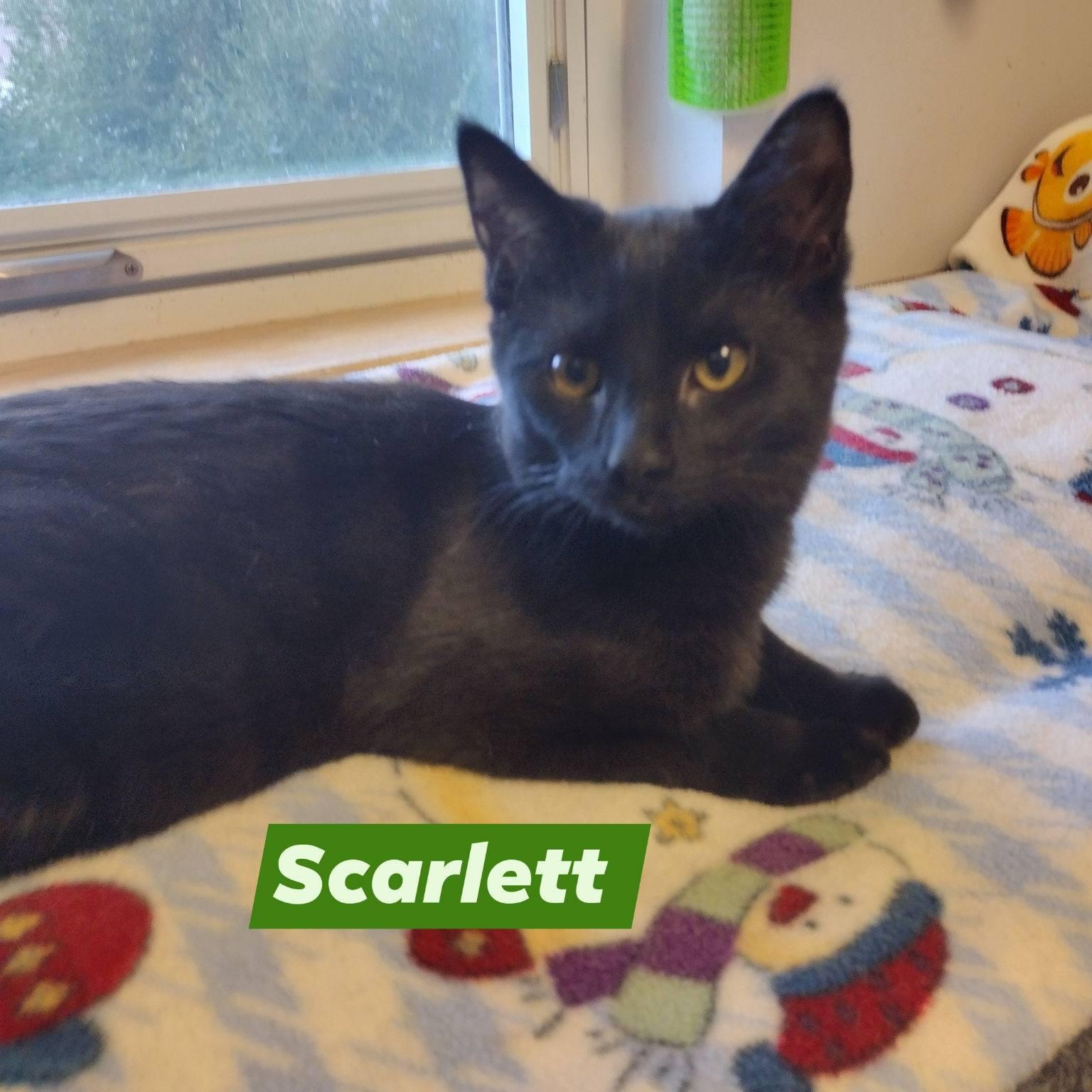 Scarlett, a ADOPTABLE Domestic Short Hair in Monroe, OH image 3/5