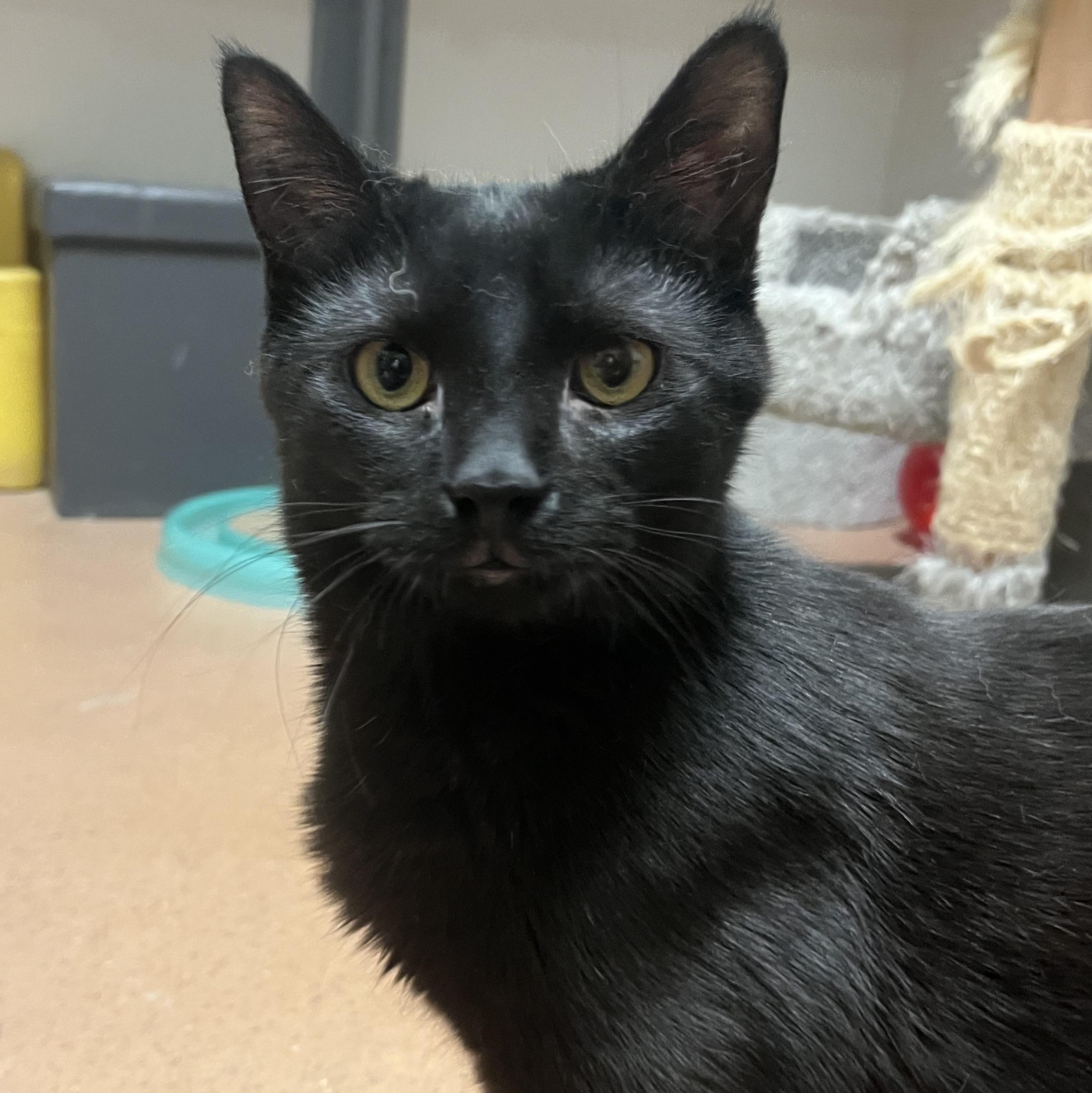 Scarlett, a ADOPTABLE Domestic Short Hair in Monroe, OH image 4/5