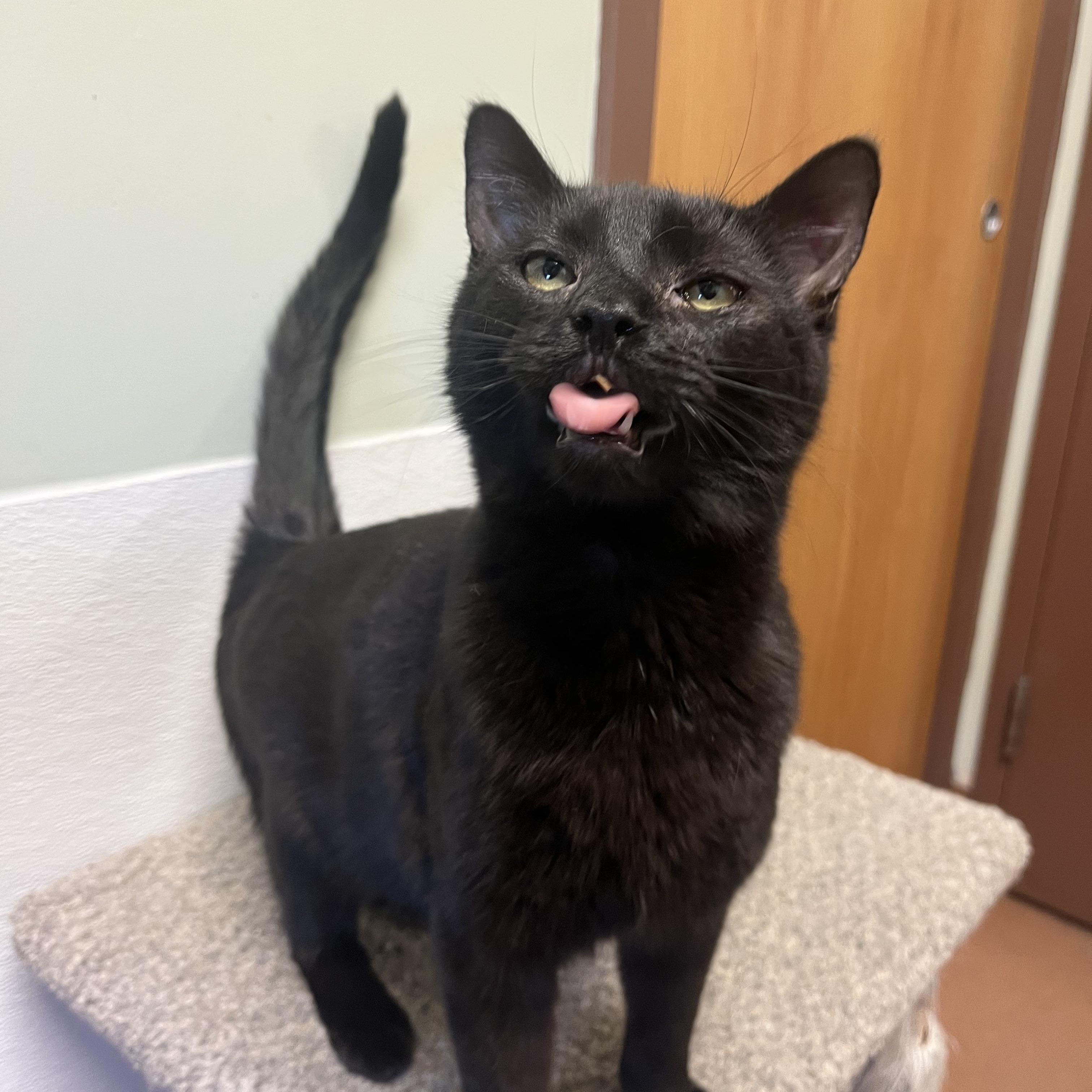 Scarlett, a ADOPTABLE Domestic Short Hair in Monroe, OH image 5/5