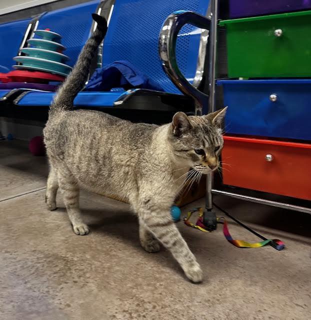 Fergie, an adoptable Domestic Short Hair in Buena Vista, CO, 81211 | Photo Image 3