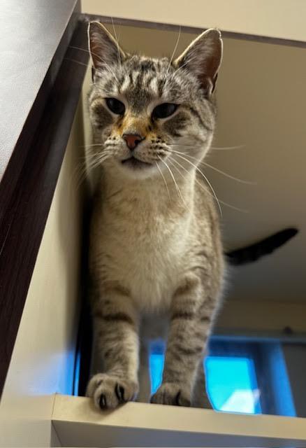Fergie, an adoptable Domestic Short Hair in Buena Vista, CO, 81211 | Photo Image 4