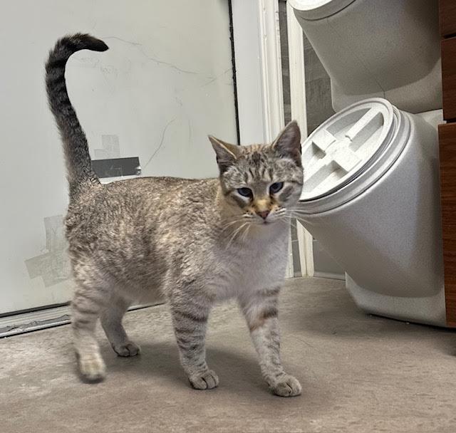 Fergie, an adoptable Domestic Short Hair in Buena Vista, CO, 81211 | Photo Image 1