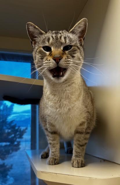 Fergie, an adoptable Domestic Short Hair in Buena Vista, CO, 81211 | Photo Image 2