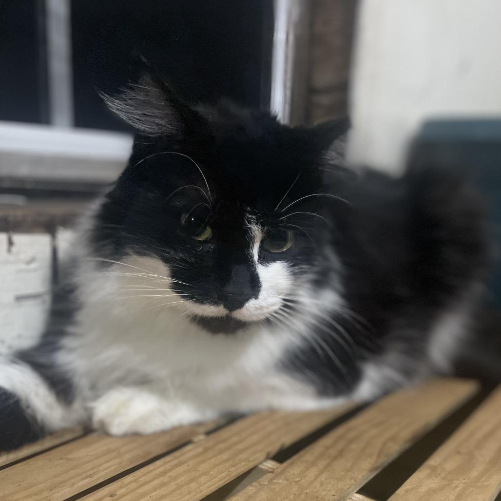 Enlarge Sylvester, a Adoptable Domestic Medium Hair in Houston, TX image 1/4