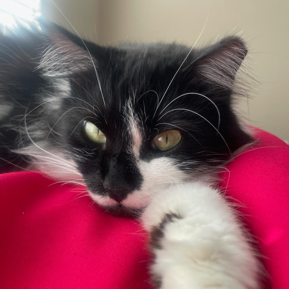 Enlarge Sylvester, a Adoptable Domestic Medium Hair in Houston, TX image 2/4