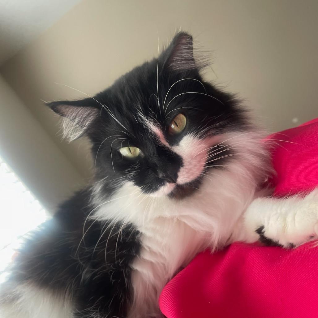 Enlarge Sylvester, a Adoptable Domestic Medium Hair in Houston, TX image 3/4