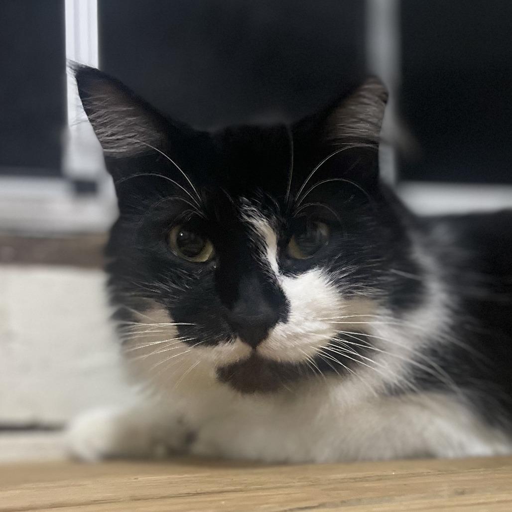 Enlarge Sylvester, a Adoptable Domestic Medium Hair in Houston, TX image 4/4