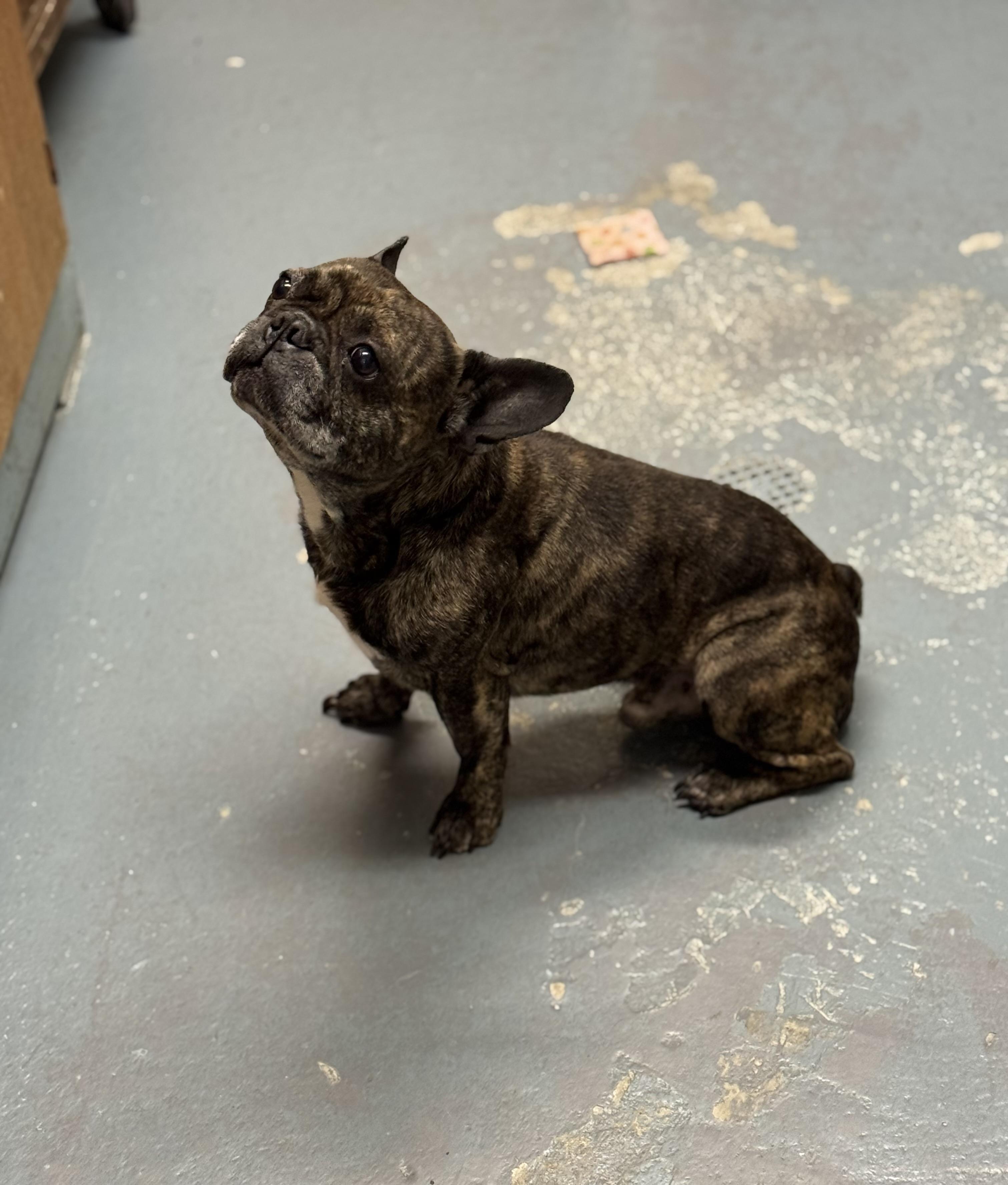 Kobe, a Adopted French Bulldog in Canton, MA image 2/2