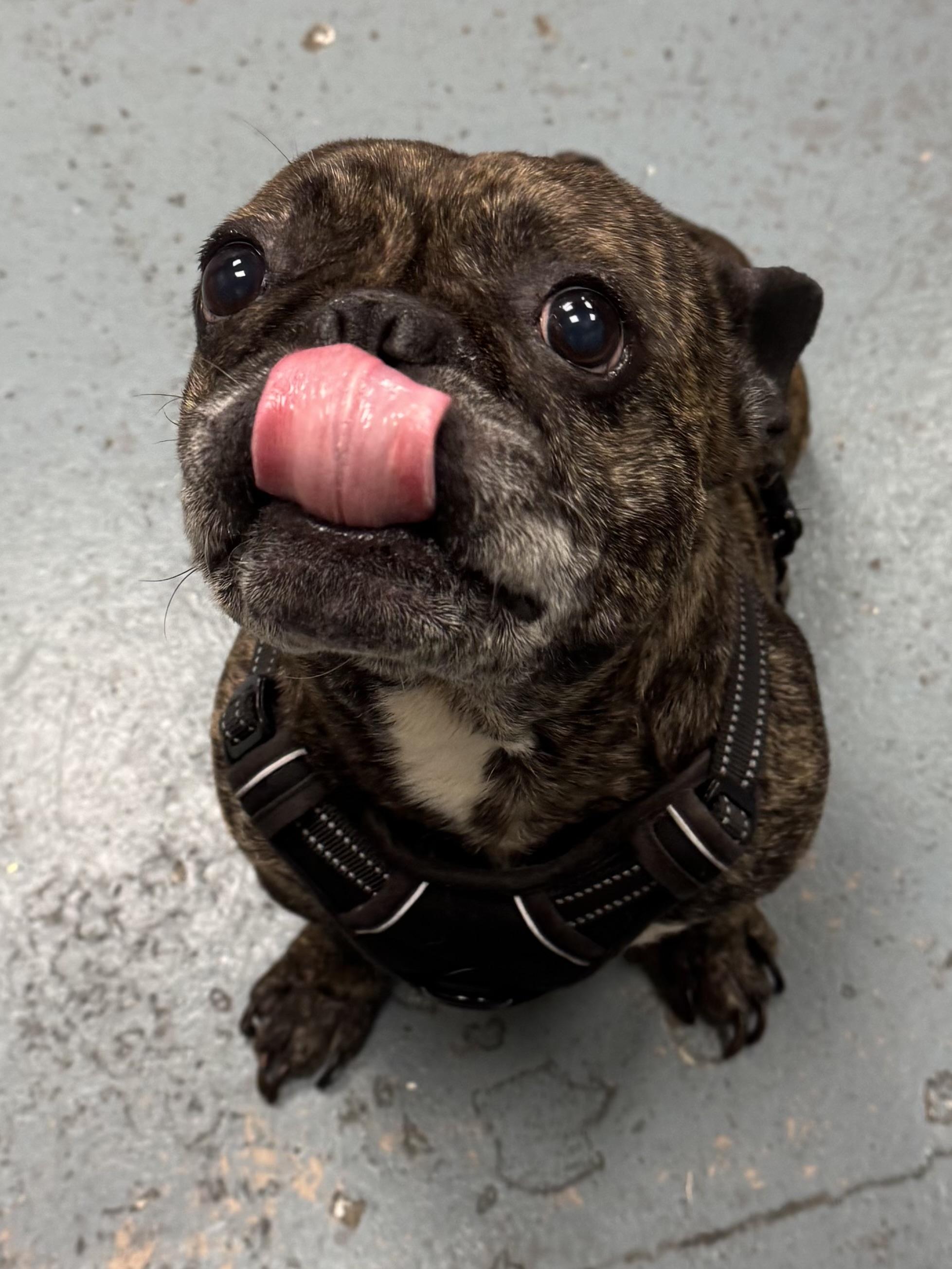 Kobe, Adopted, Adult Male French Bulldog.