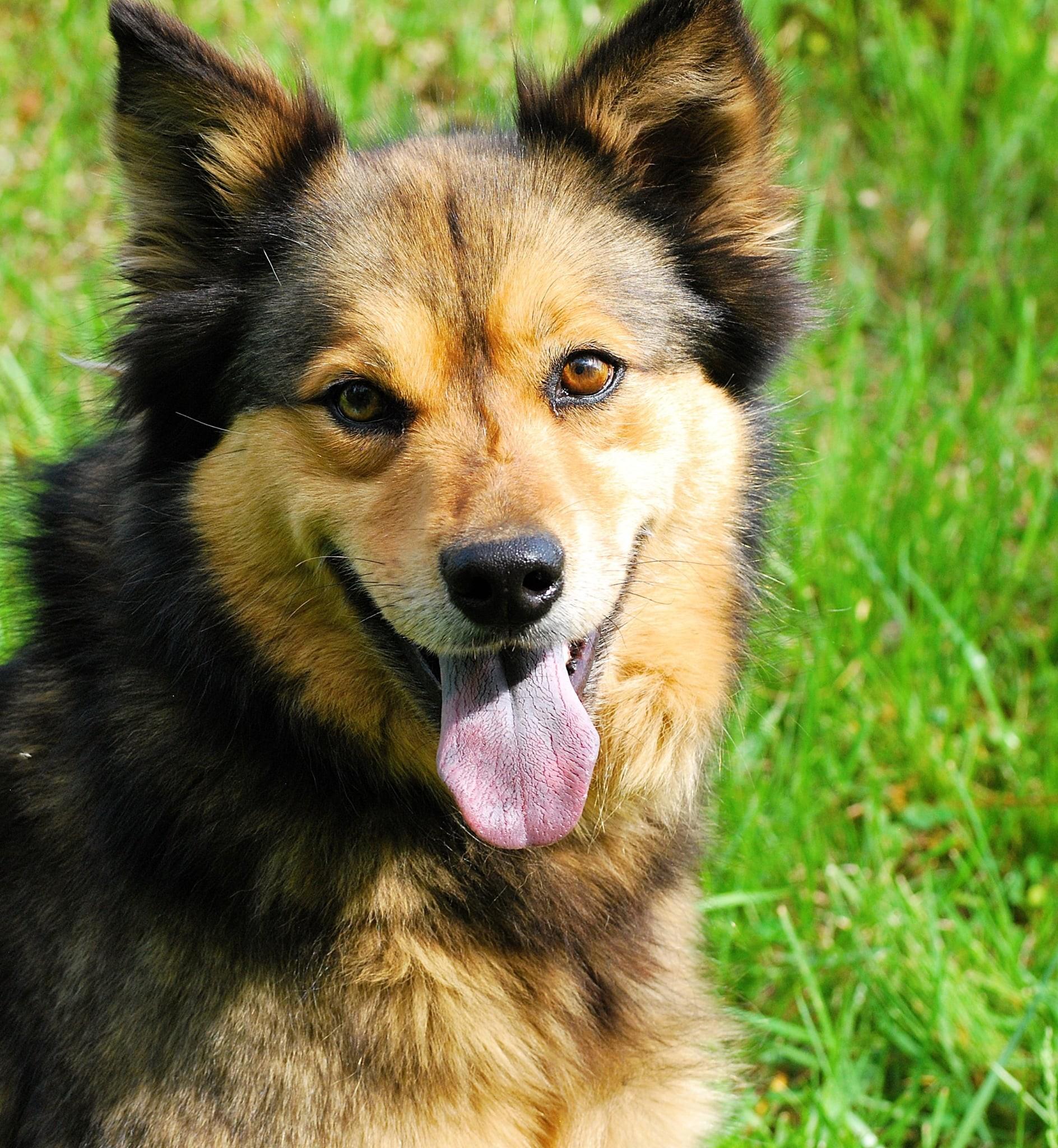 Lola, Adoptable, Adult Female Shepherd.