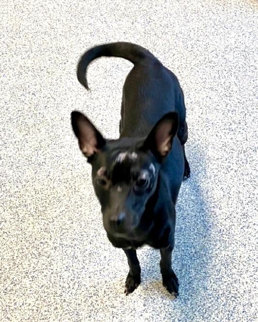 Rosie The Rascal thumbnail 3