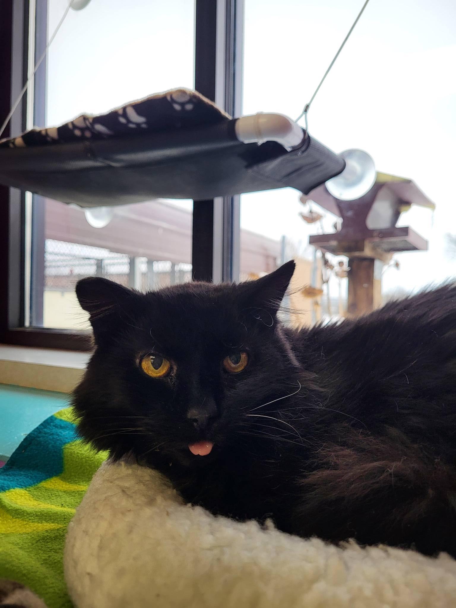 Enlarge Mamacita (Big Mama), an adopted Domestic Long Hair in Chilton, WI image 6/6