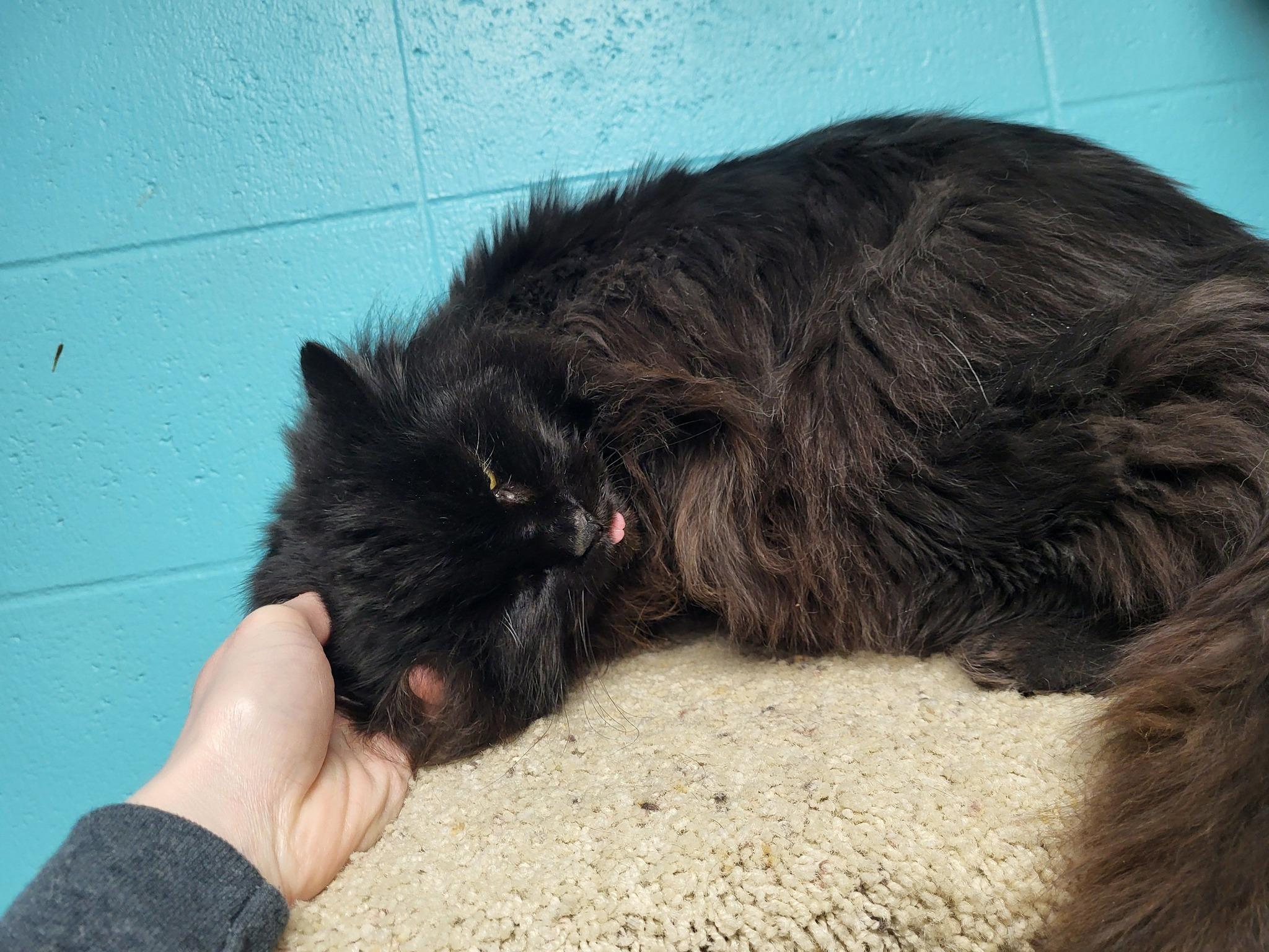 Mamacita (Big Mama), a Adoptable Domestic Long Hair in Chilton, WI image 6/6