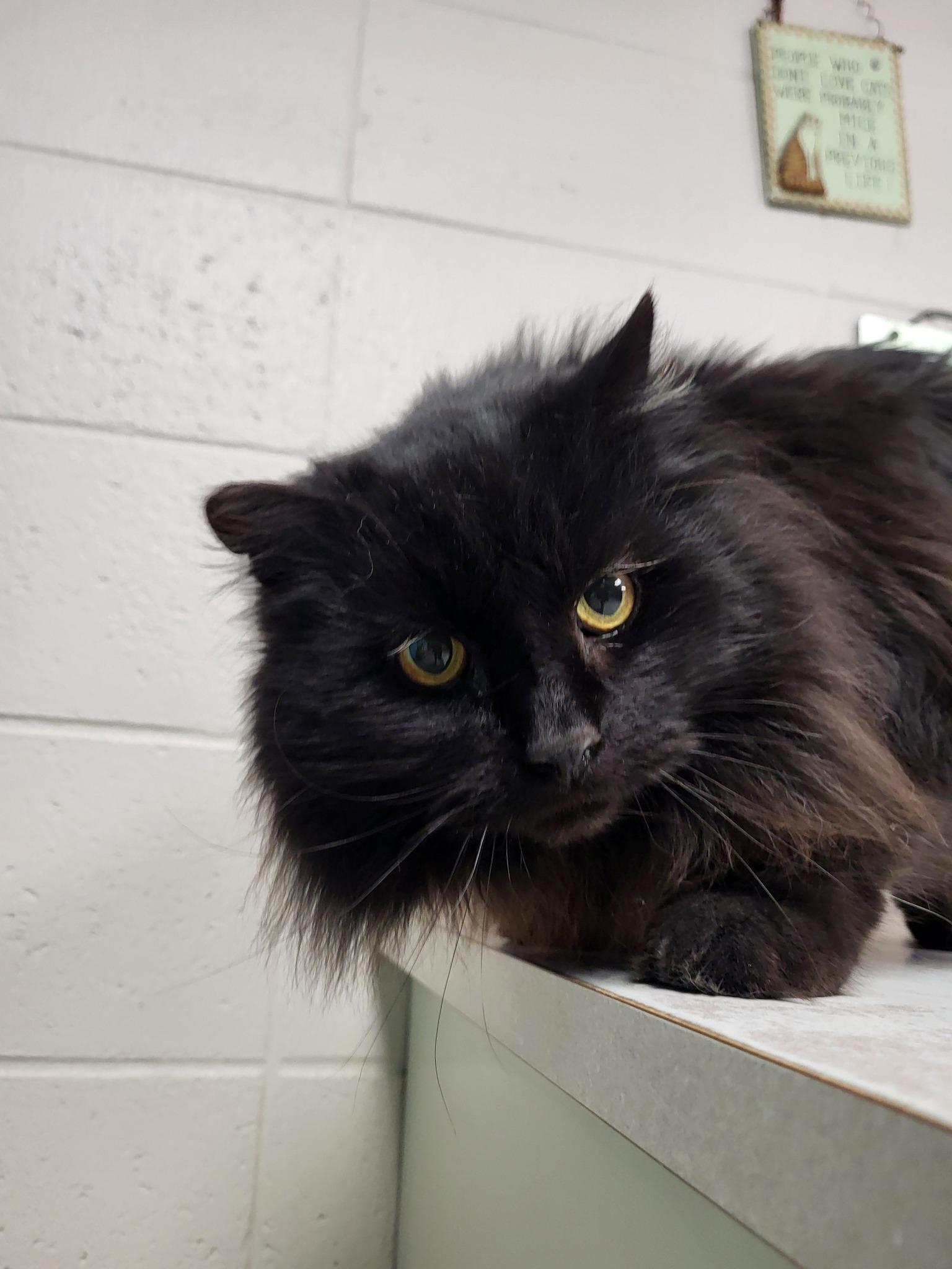 Mamacita (Big Mama), a Adoptable Domestic Long Hair in Chilton, WI image 2/6