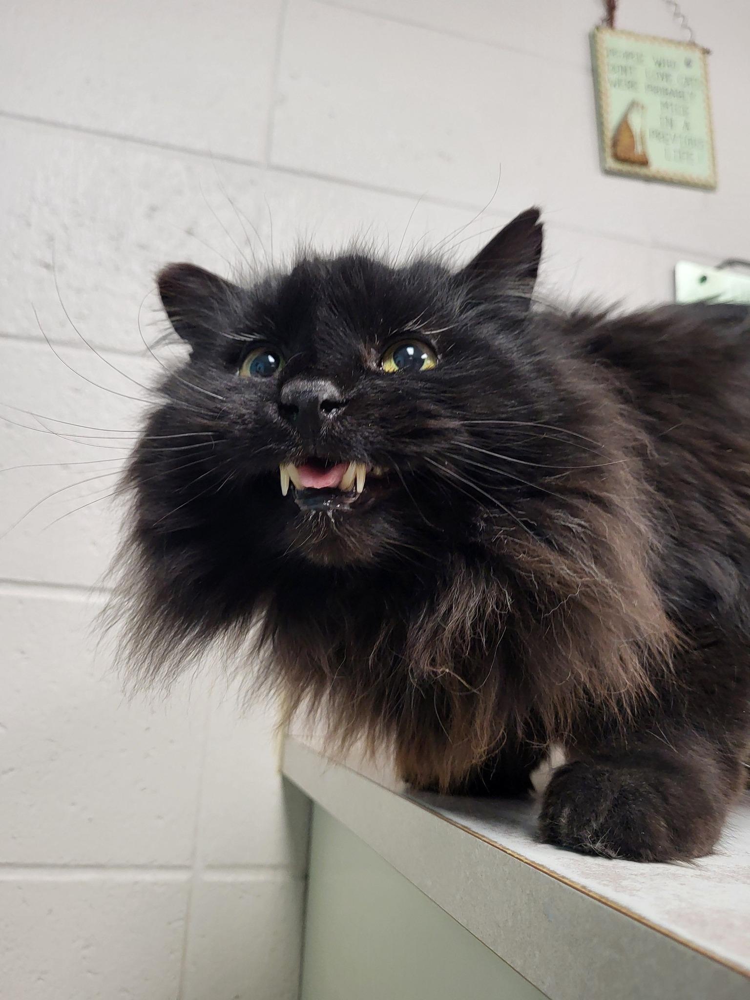 Mamacita (Big Mama), a Adoptable Domestic Long Hair in Chilton, WI image 3/6