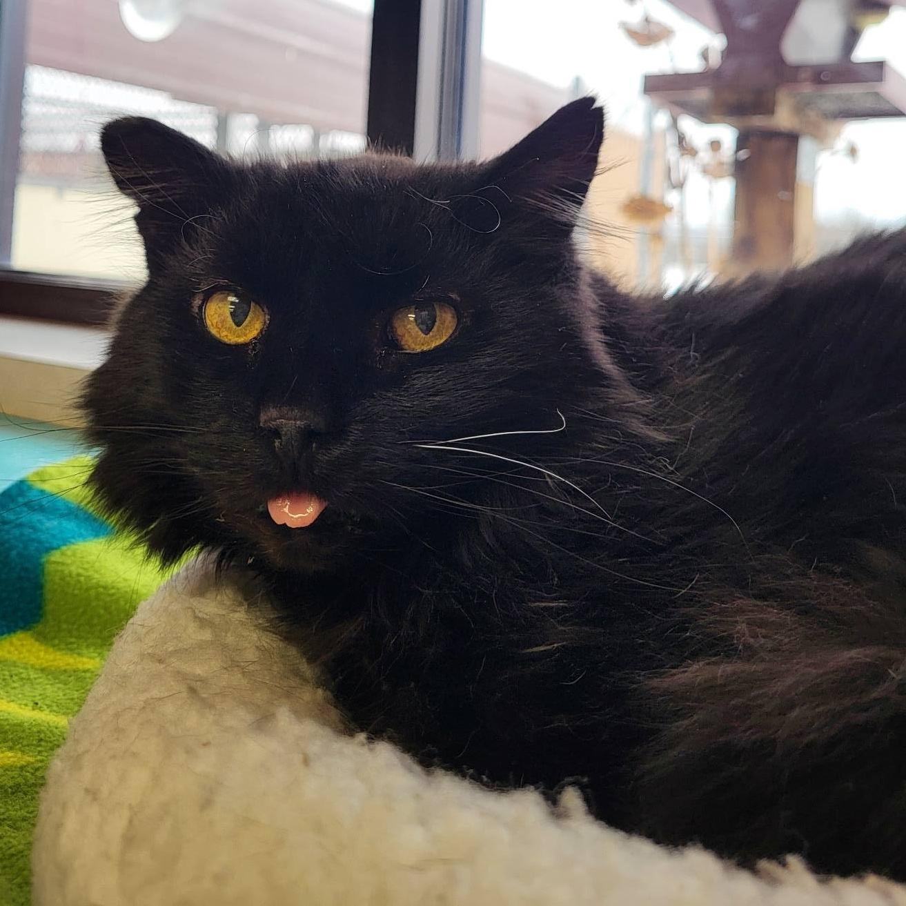 Mamacita (Big Mama), Adoptable, Senior Female Domestic Long Hair.