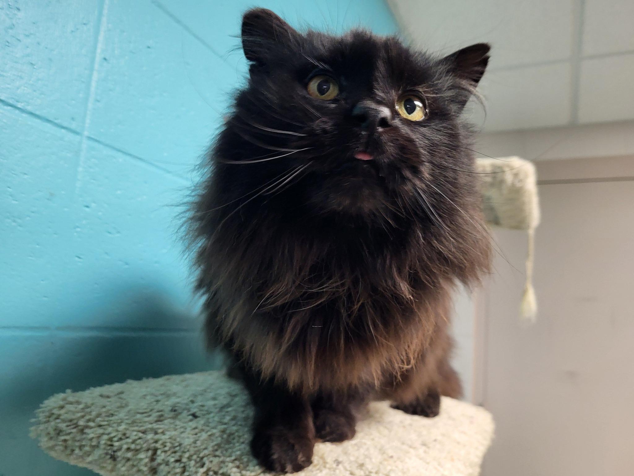 Mamacita (Big Mama), a Adoptable Domestic Long Hair in Chilton, WI image 5/6