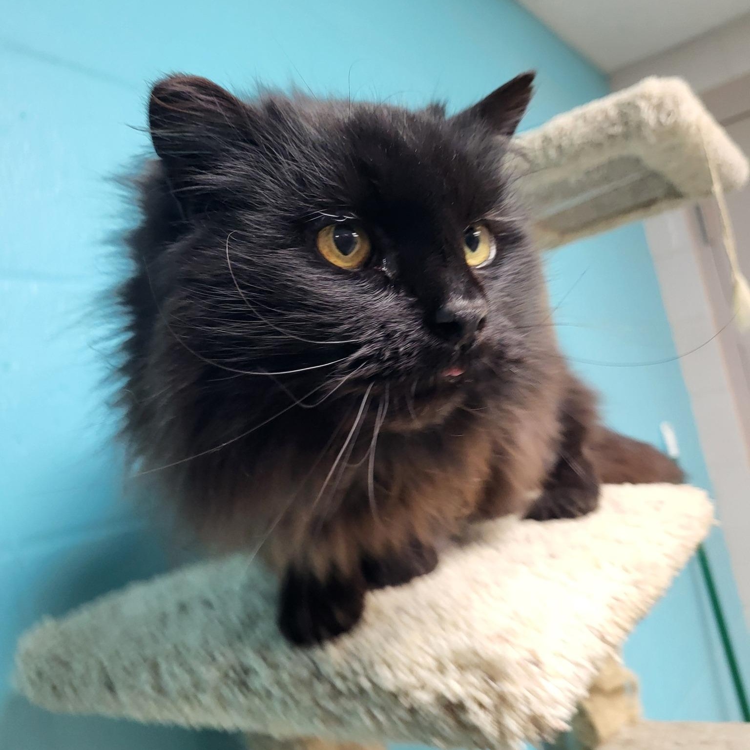 Mamacita (Big Mama), a Adoptable Domestic Long Hair in Chilton, WI image 1/6